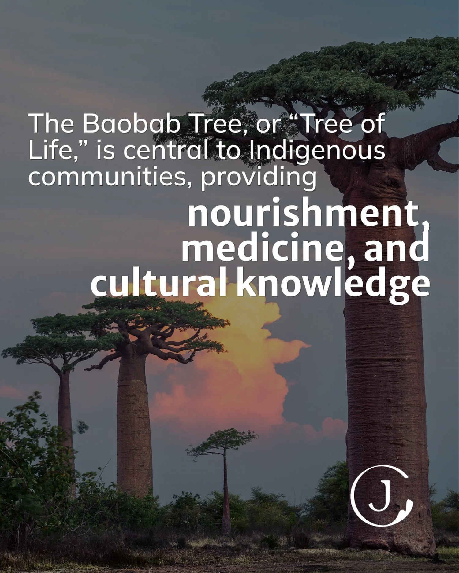 Day 21 of Indigenous History Month!

Today is the last day of our 21-day-long series. We&rsquo;re highlighting the Baobab Tree, often called the &ldquo;Tree of Life,&rdquo; and its deep significance to Indigenous communities.

For generations, the Ba