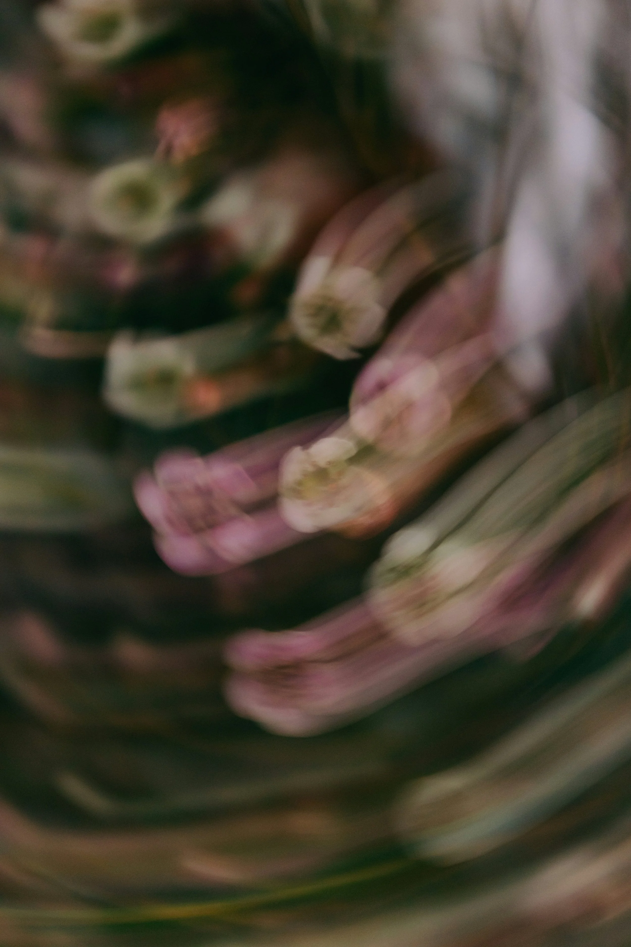 Blurred close-up of a plant or flower with pink and green hues.