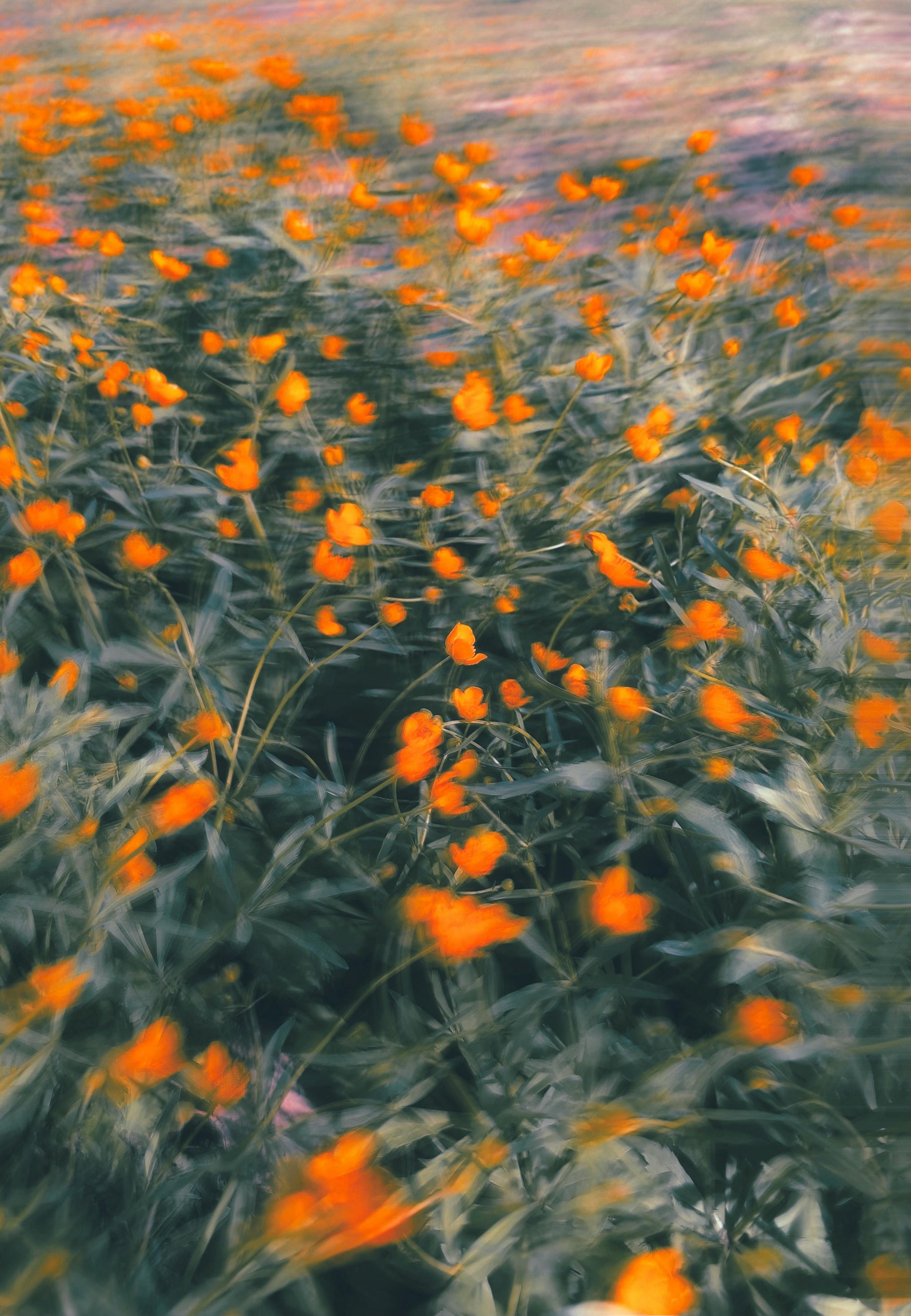 Blurred image of a field with orange flowers and green foliage.
