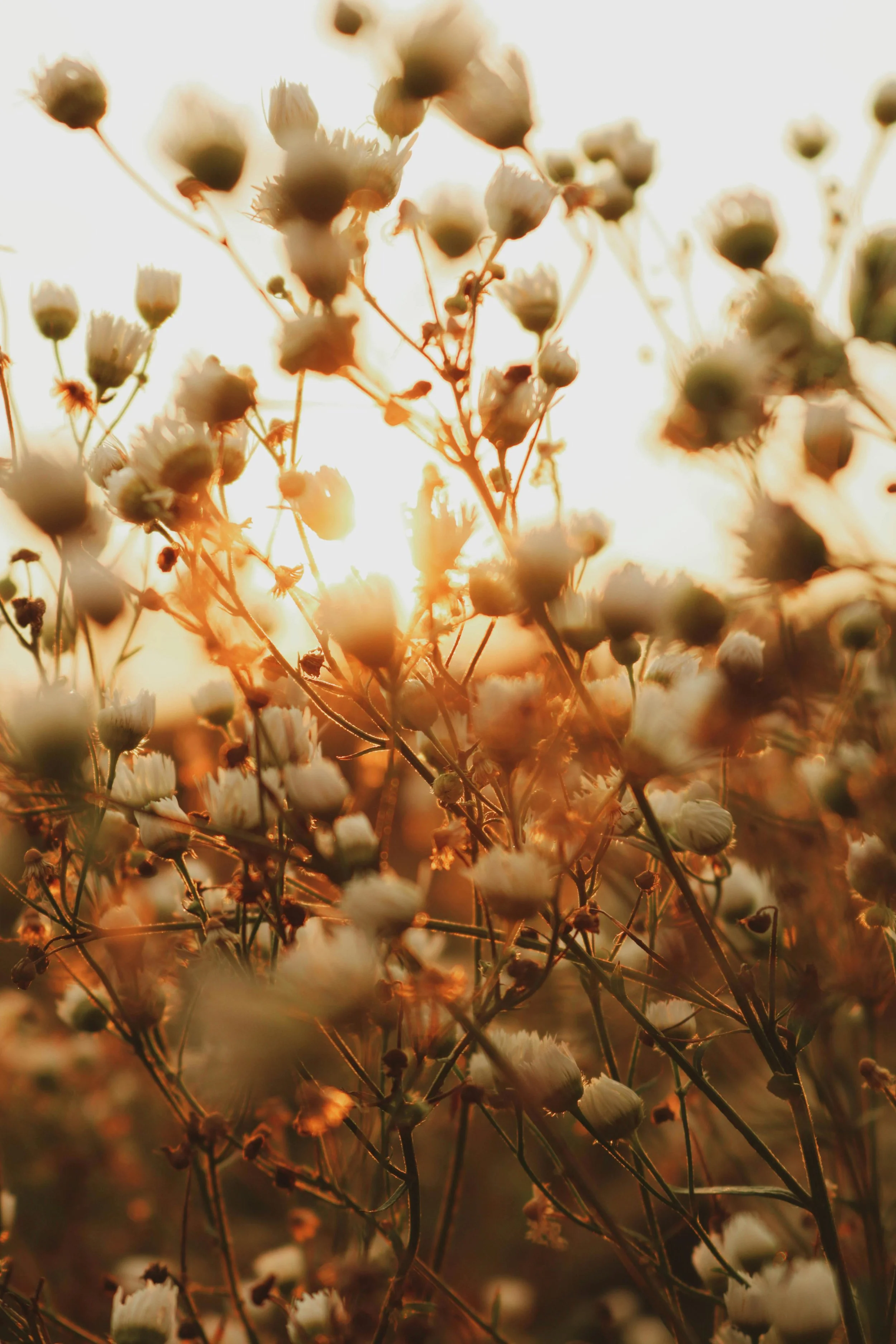 Close-up of dried wildflowers backlit by warm sunlight, with blurred background.