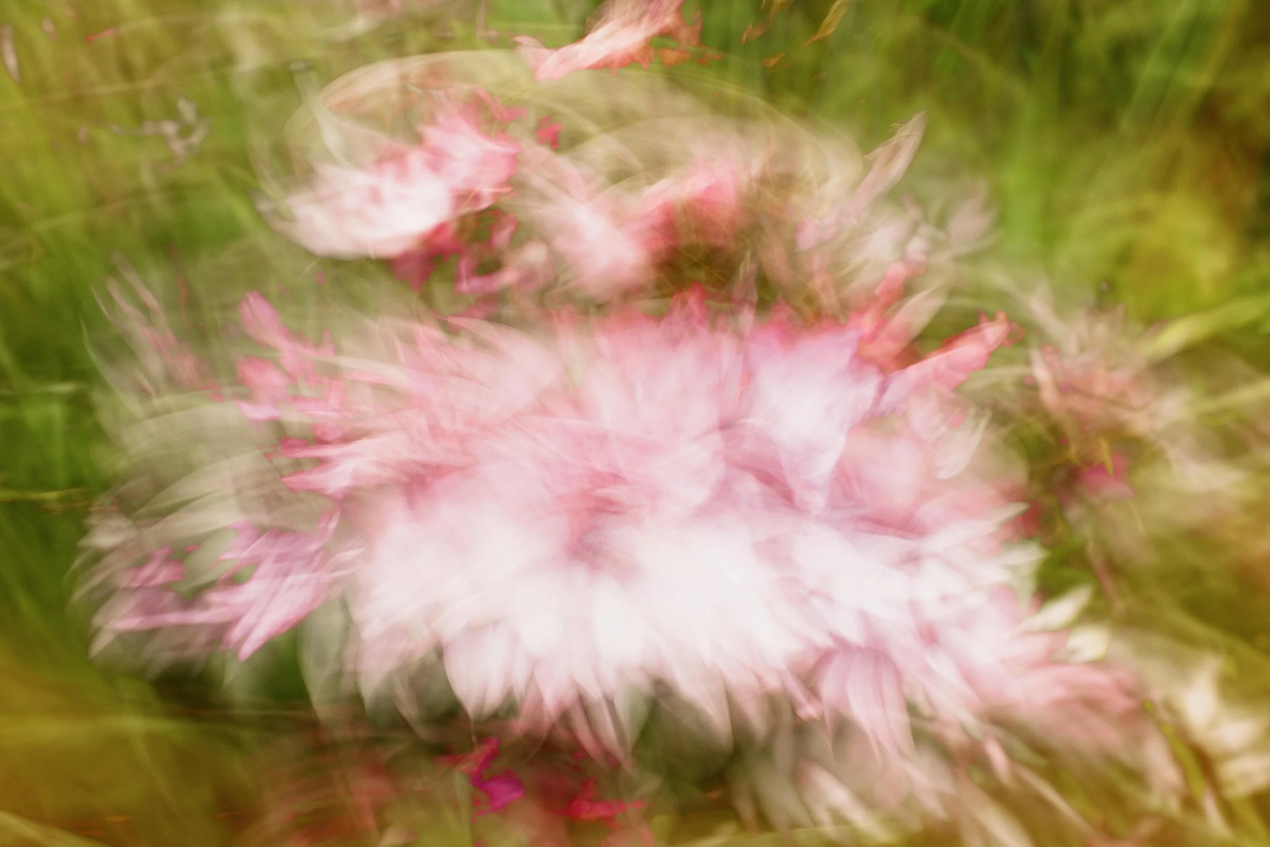 Blurred close-up of pink and white flowers with green background.