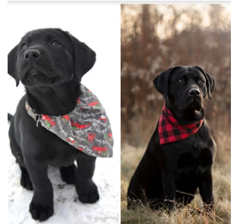 Black puppy 21 litter.png