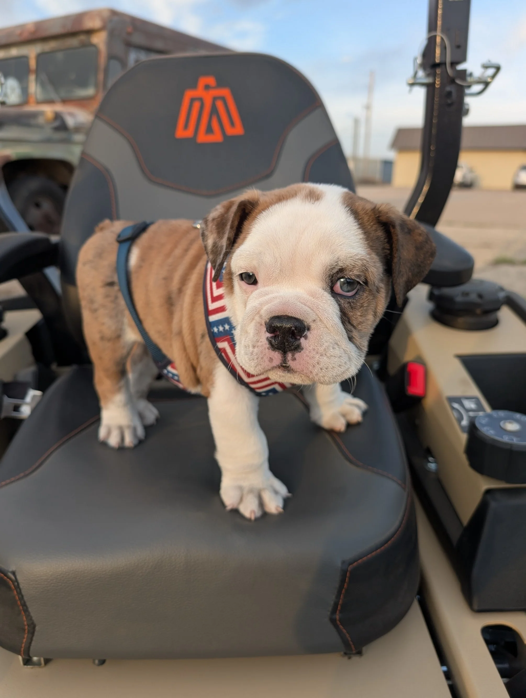 A cute bulldog puppy with a patriotic bandana standing on the seat of a utility vehicle outdoors.