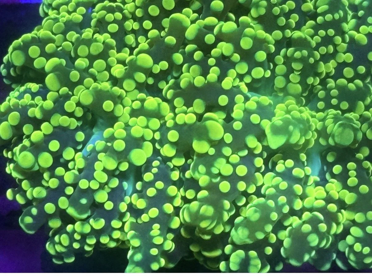 Frogspawn green.jpg