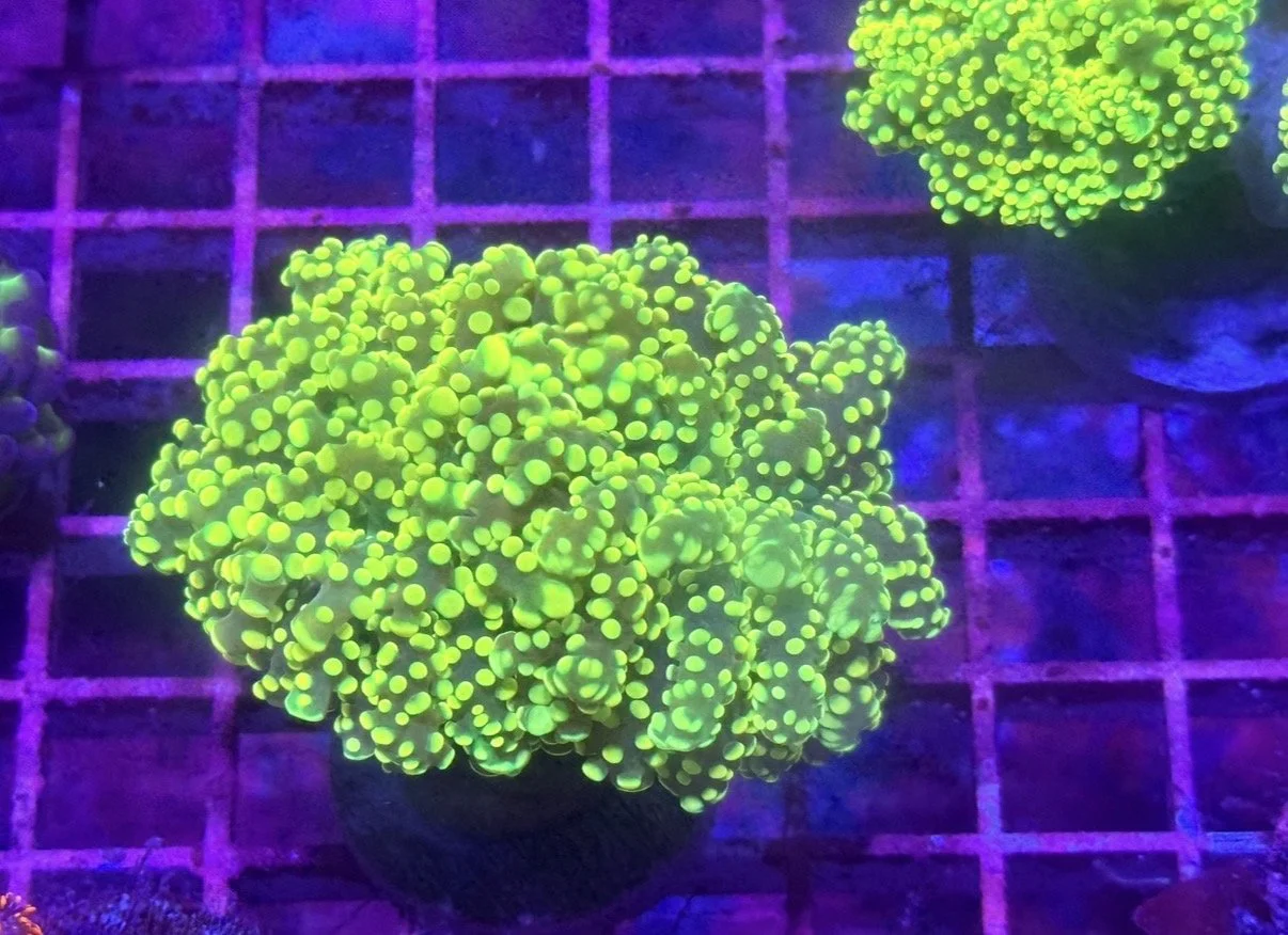 Neon Green Frogspawn (2 heads)