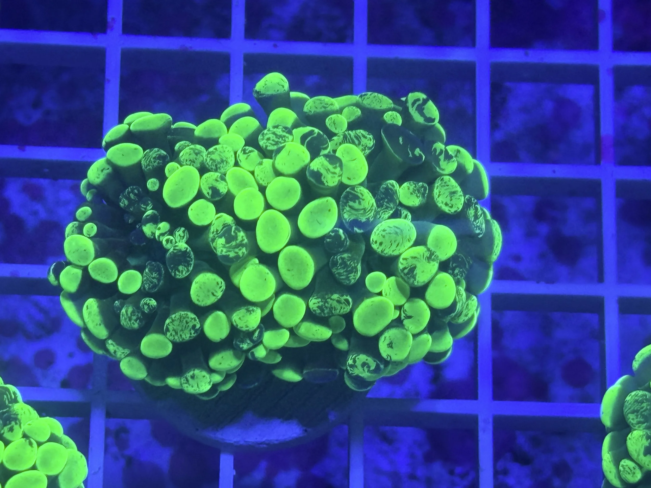 Green Splatter Hammer (2 heads)