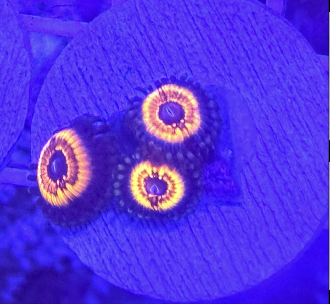 Zoa red and purple