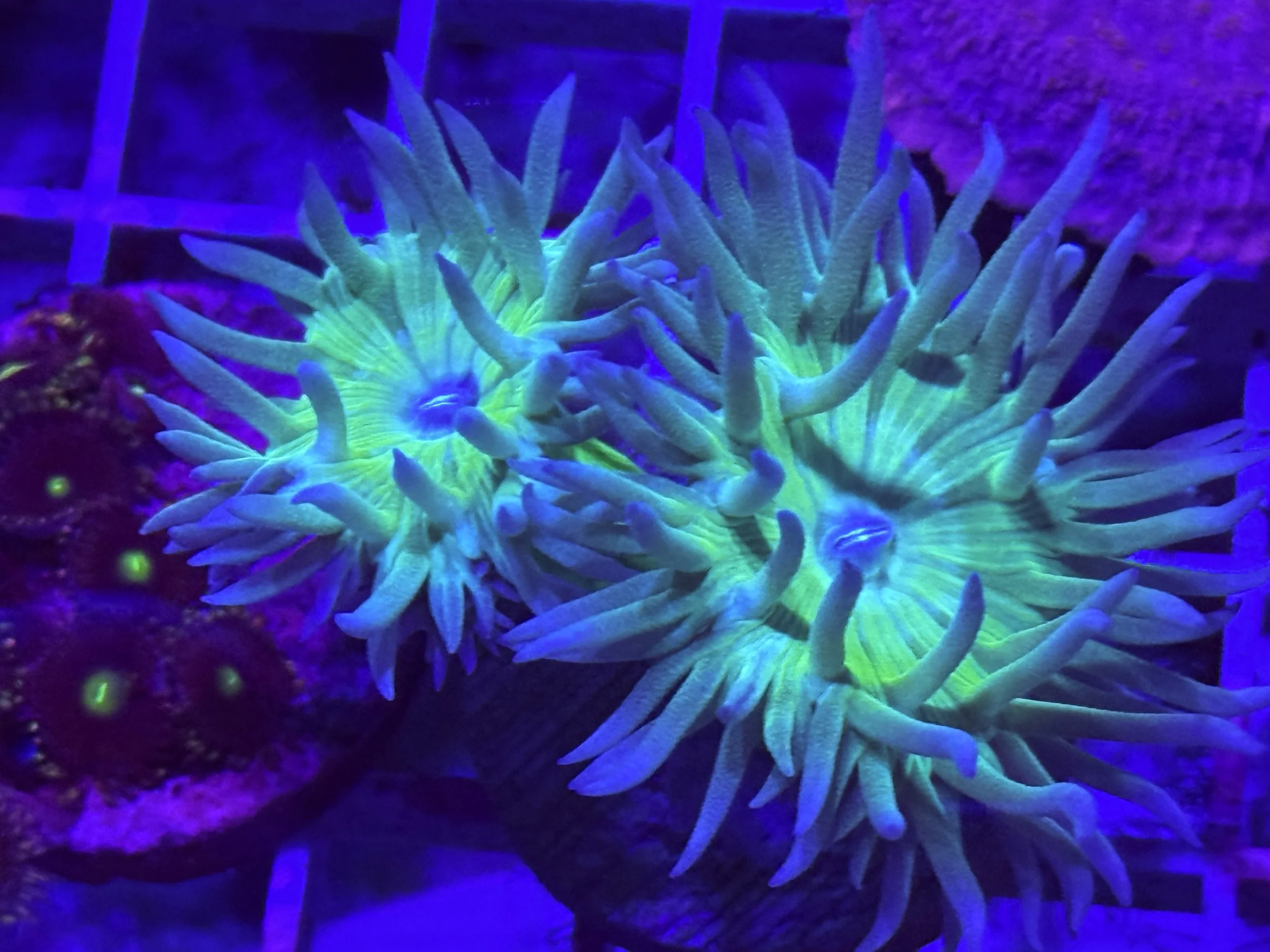 Duncan green and blue tip (2 heads)