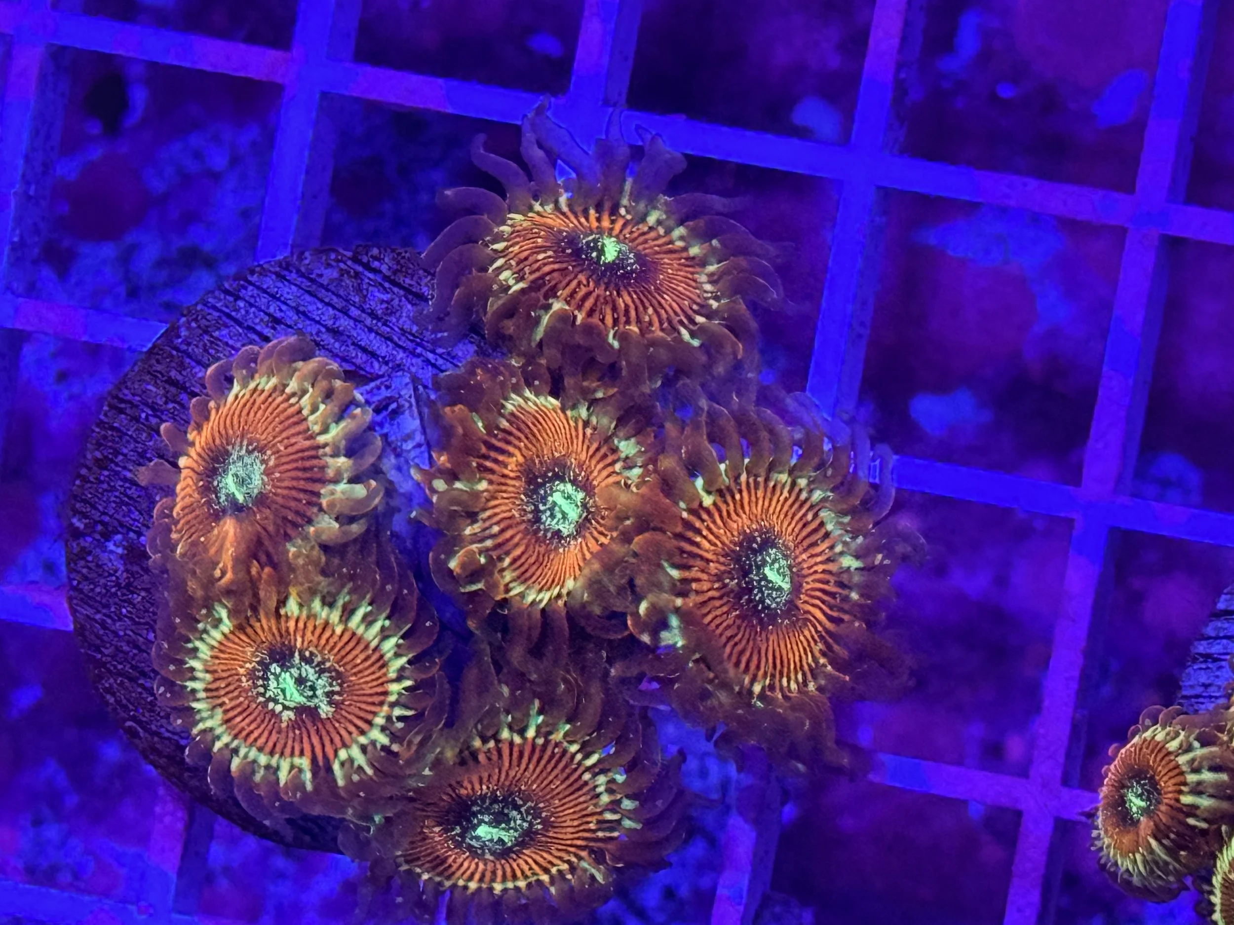 Magician Zoas