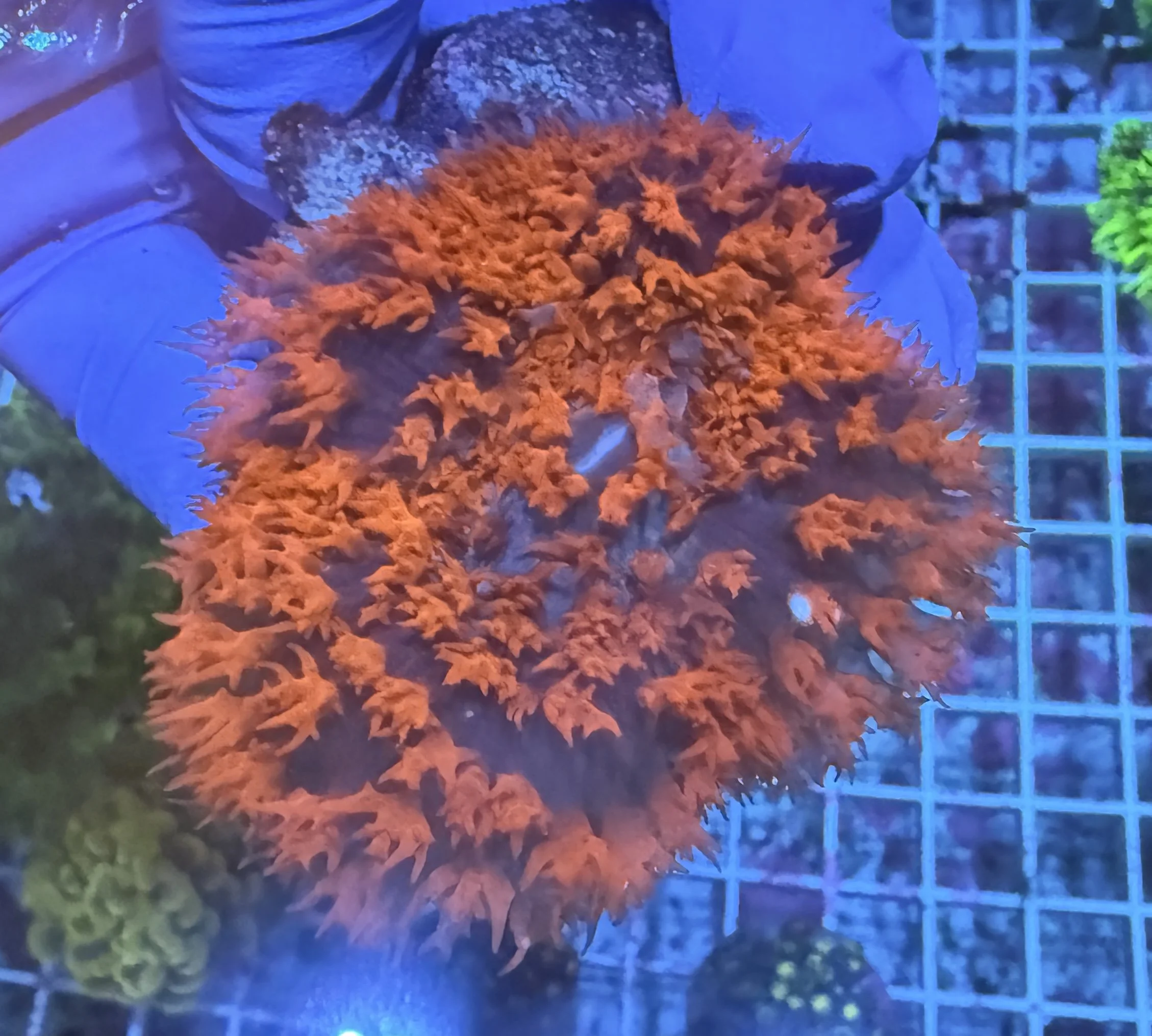 Red St Thomas Mushroom