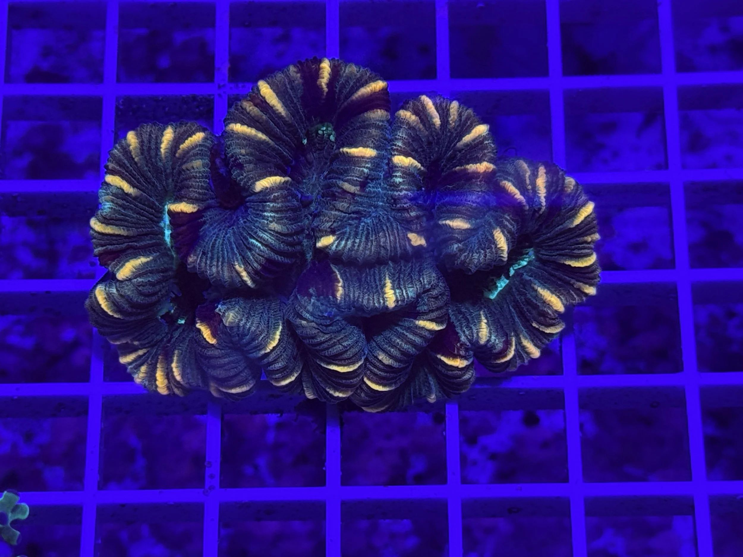 Trachyphyllia (Open Brain Coral)