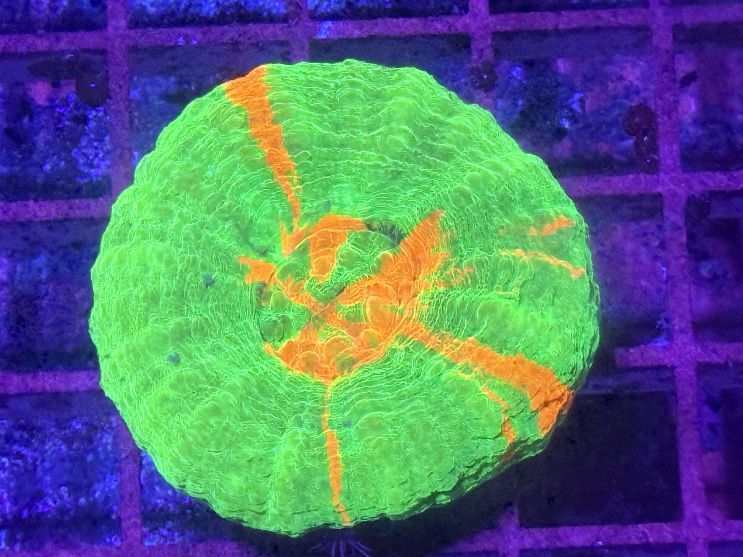 Bleeding Apple Scoly Coral