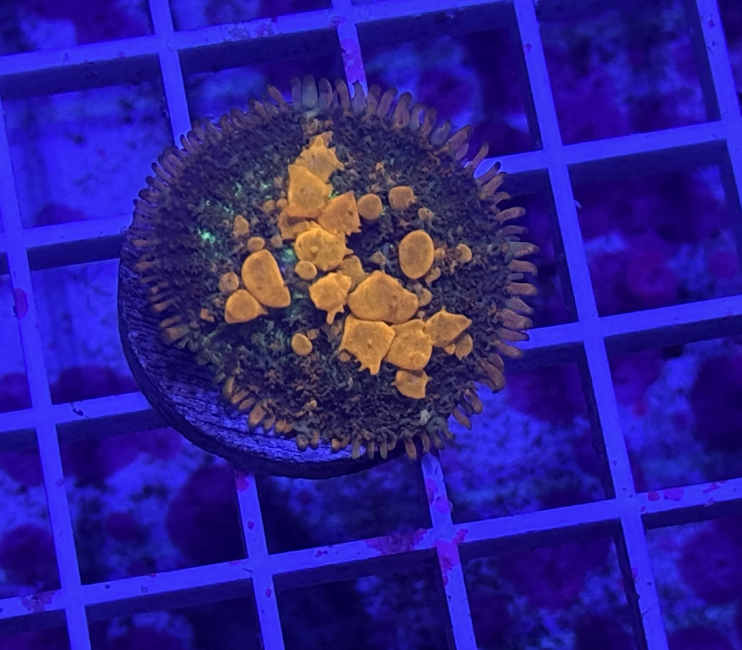 Sunkist Bounce Mushroom