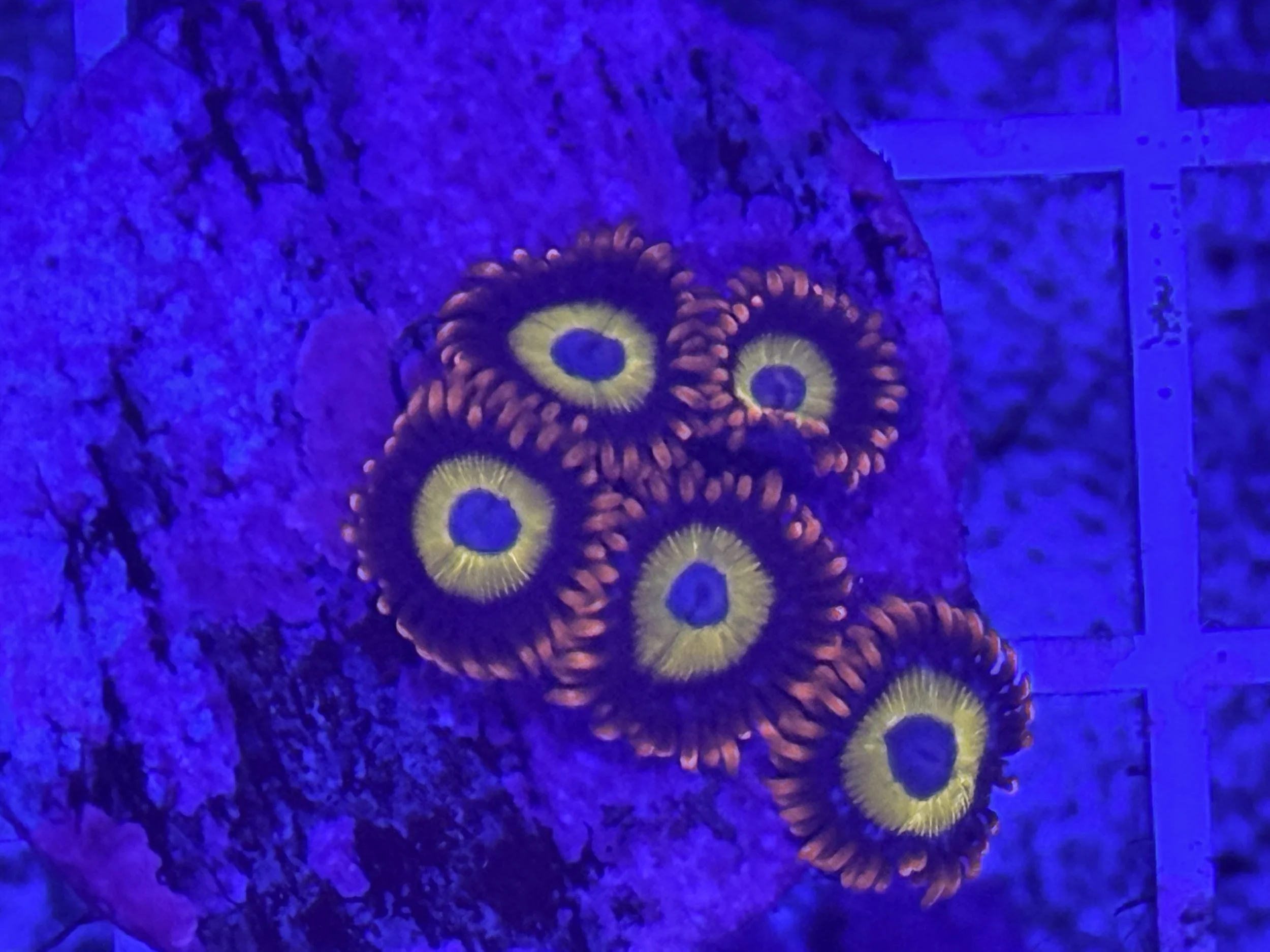 Fruit Loops Zoa