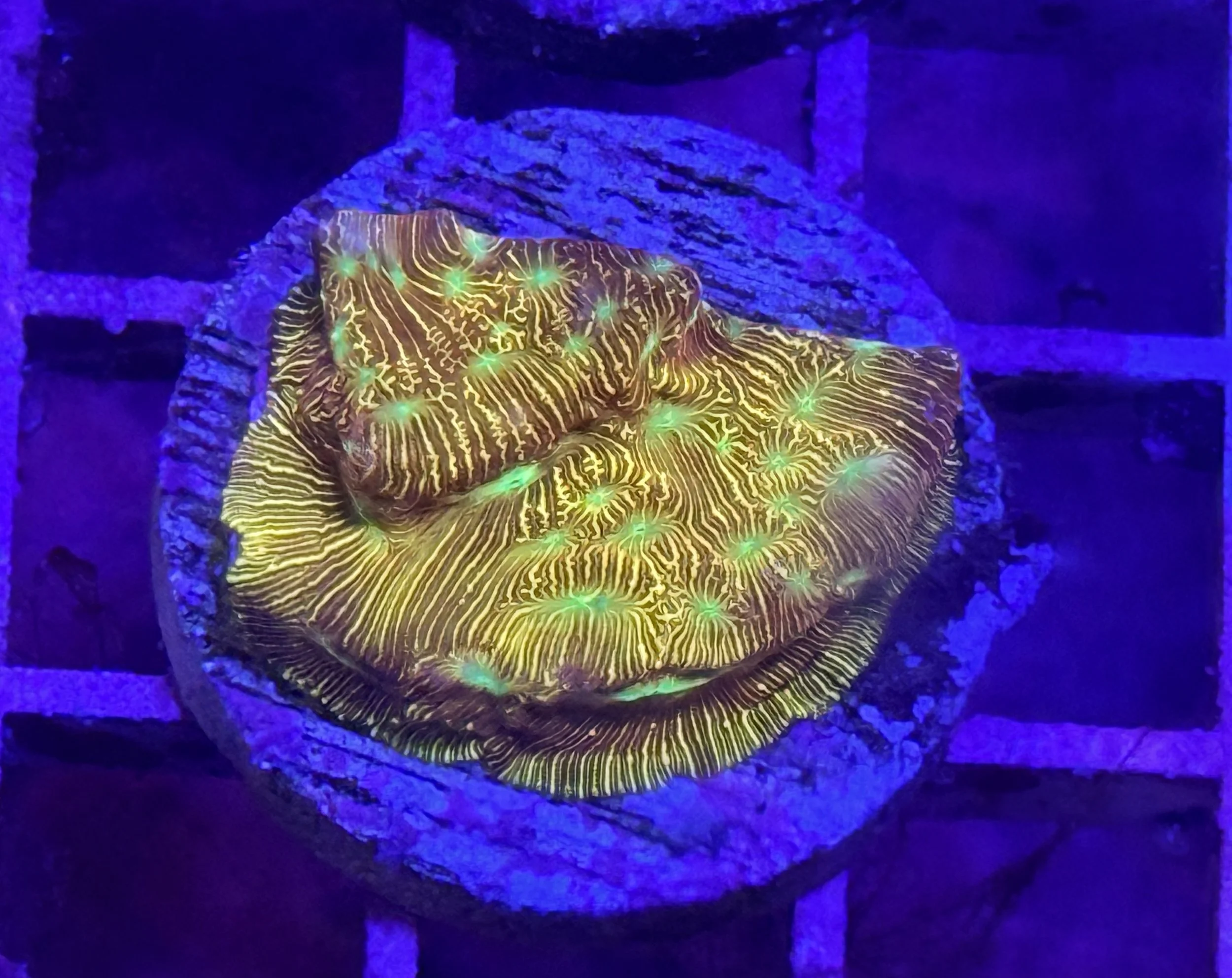 Jack-O-Lantern Lepto Coral