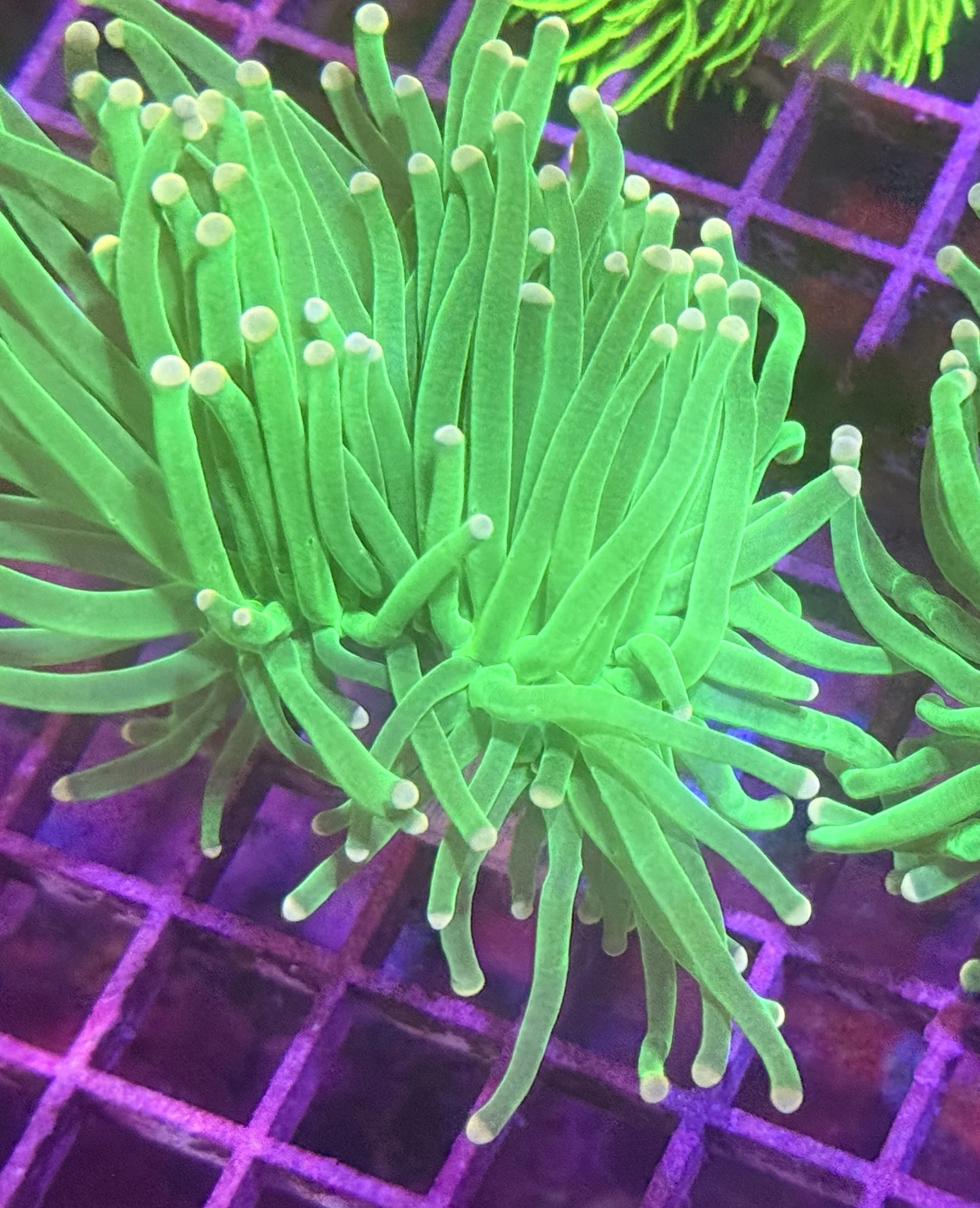Green Pink Tip Torch