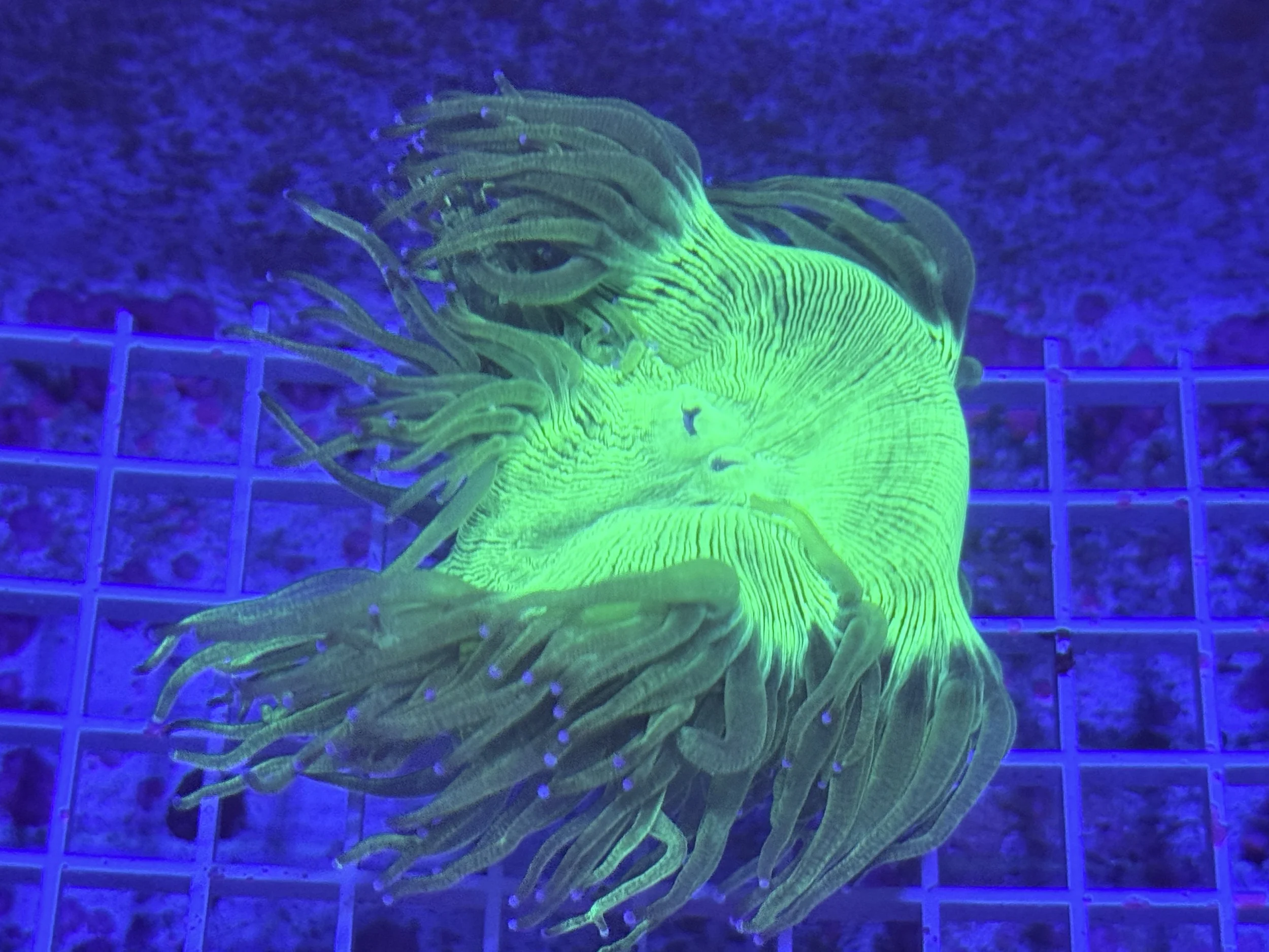 Elegance green with blue tips