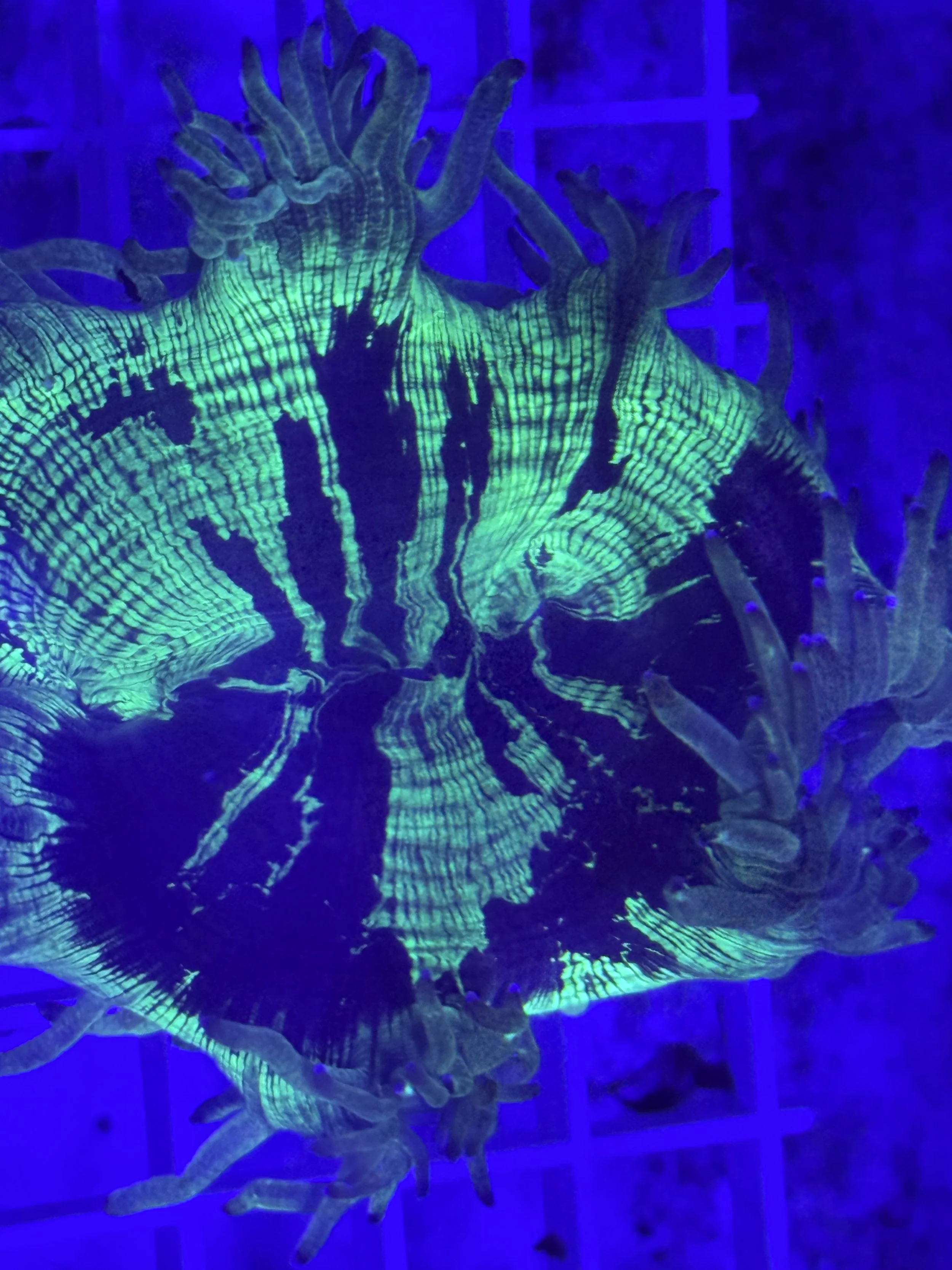 Elegance Coral Green w/ black