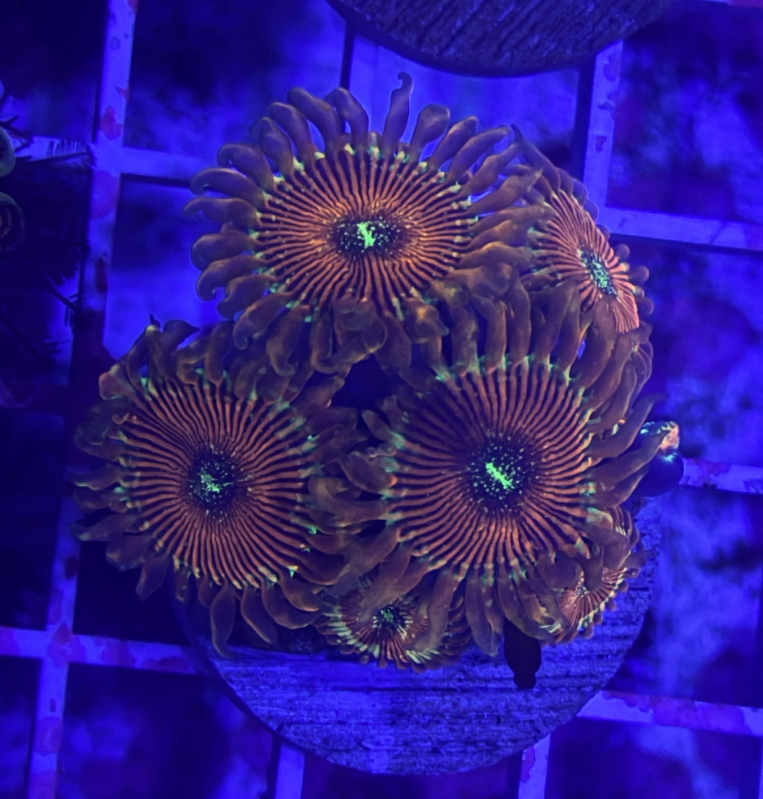 Magician Zoas