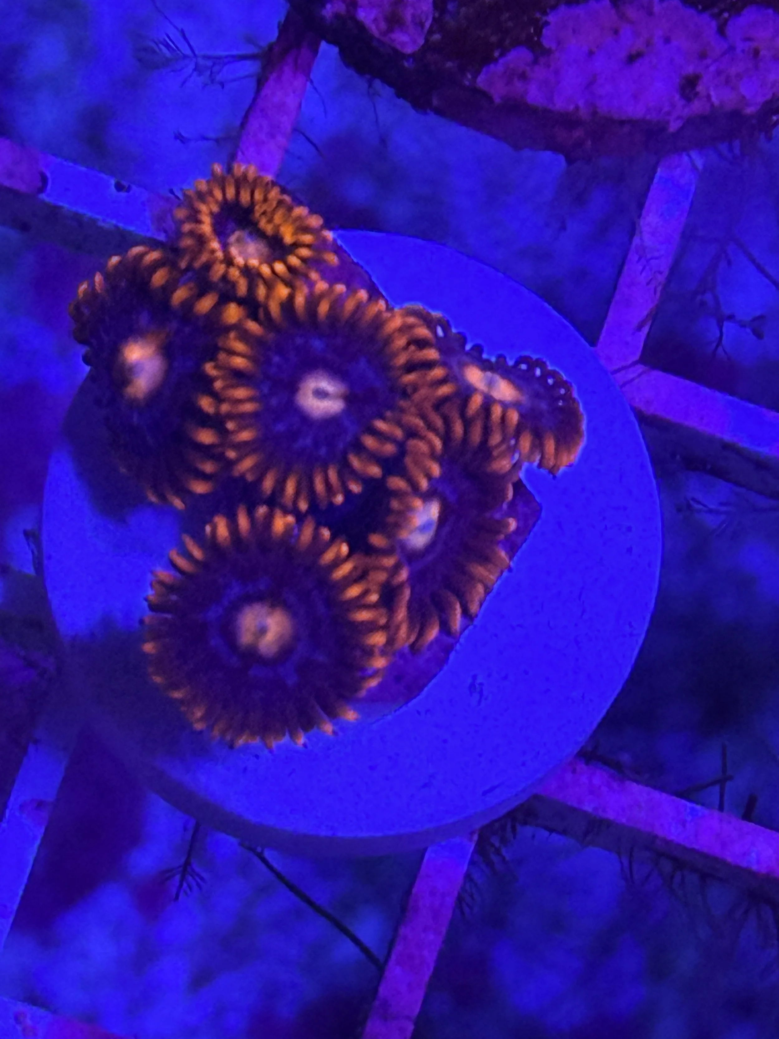 Fire and Ice Zoa