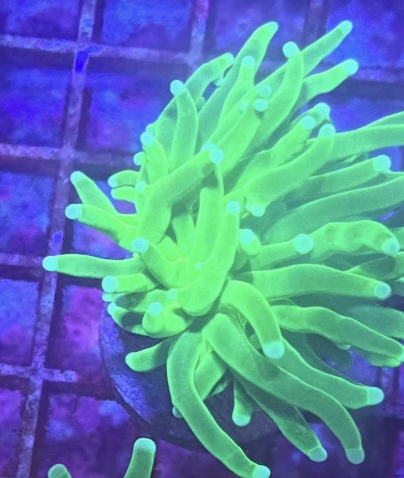 Green Torch (single head)