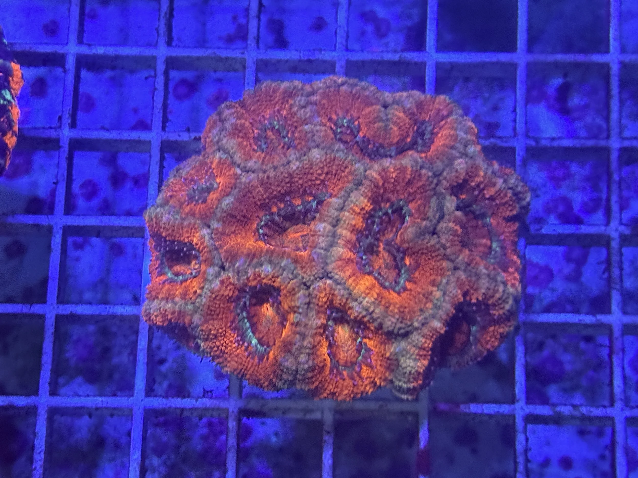 Acan Colony