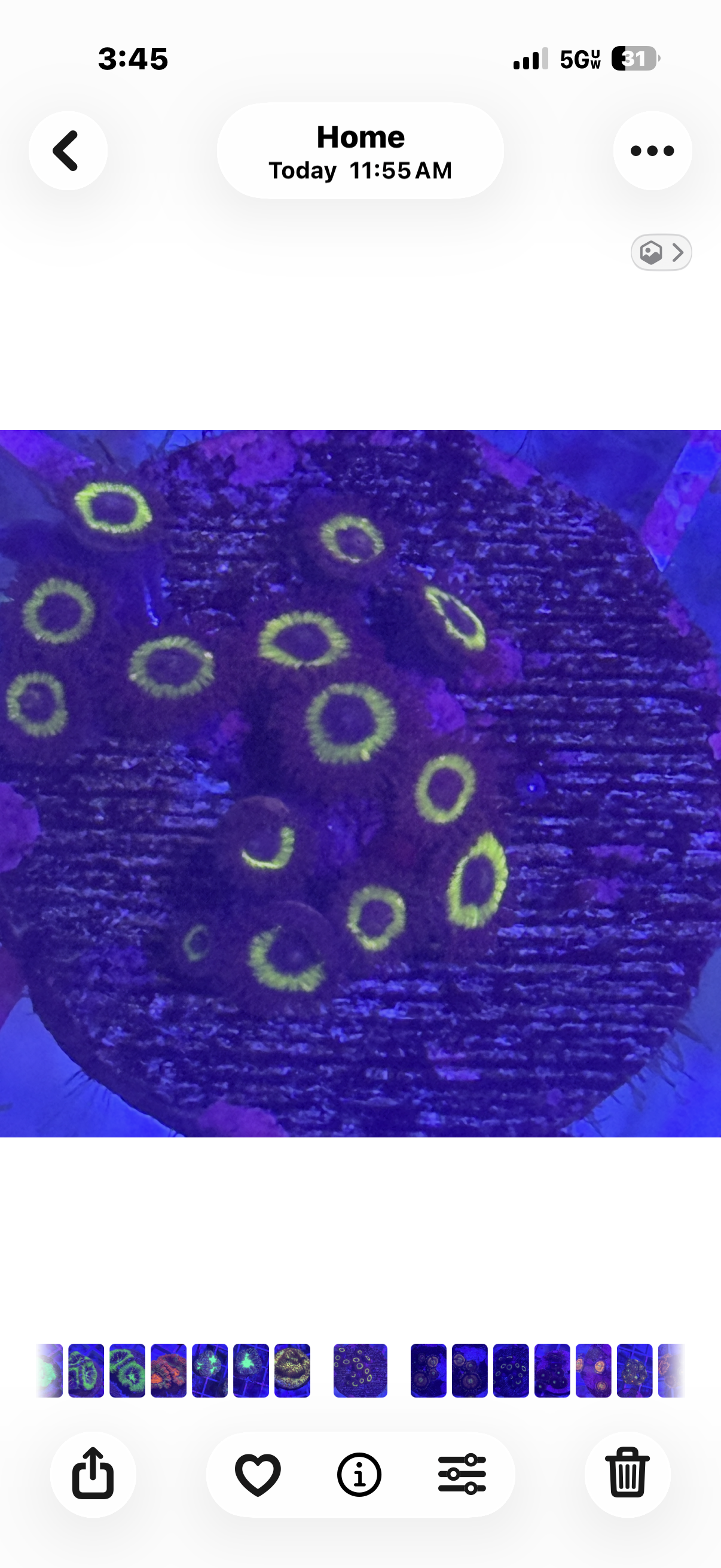 Purple yellow Zoa