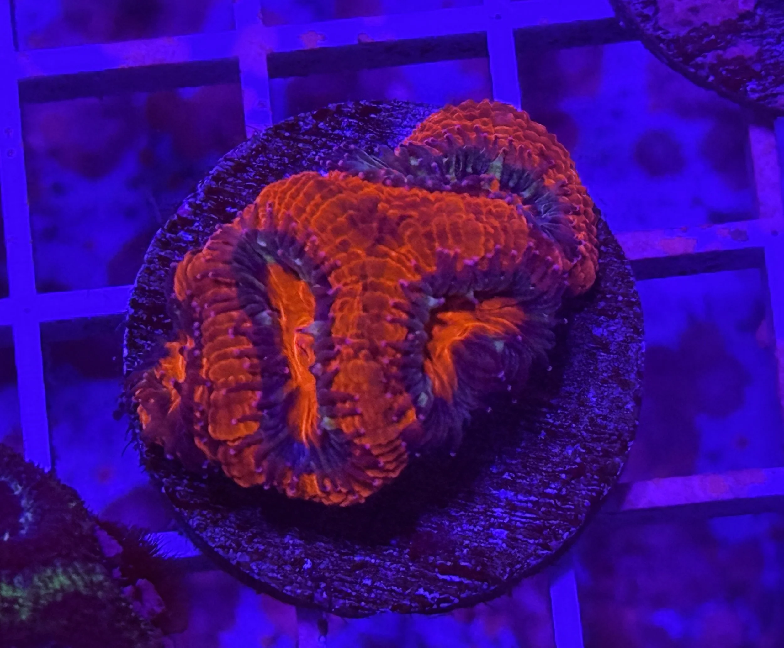 Red Acan