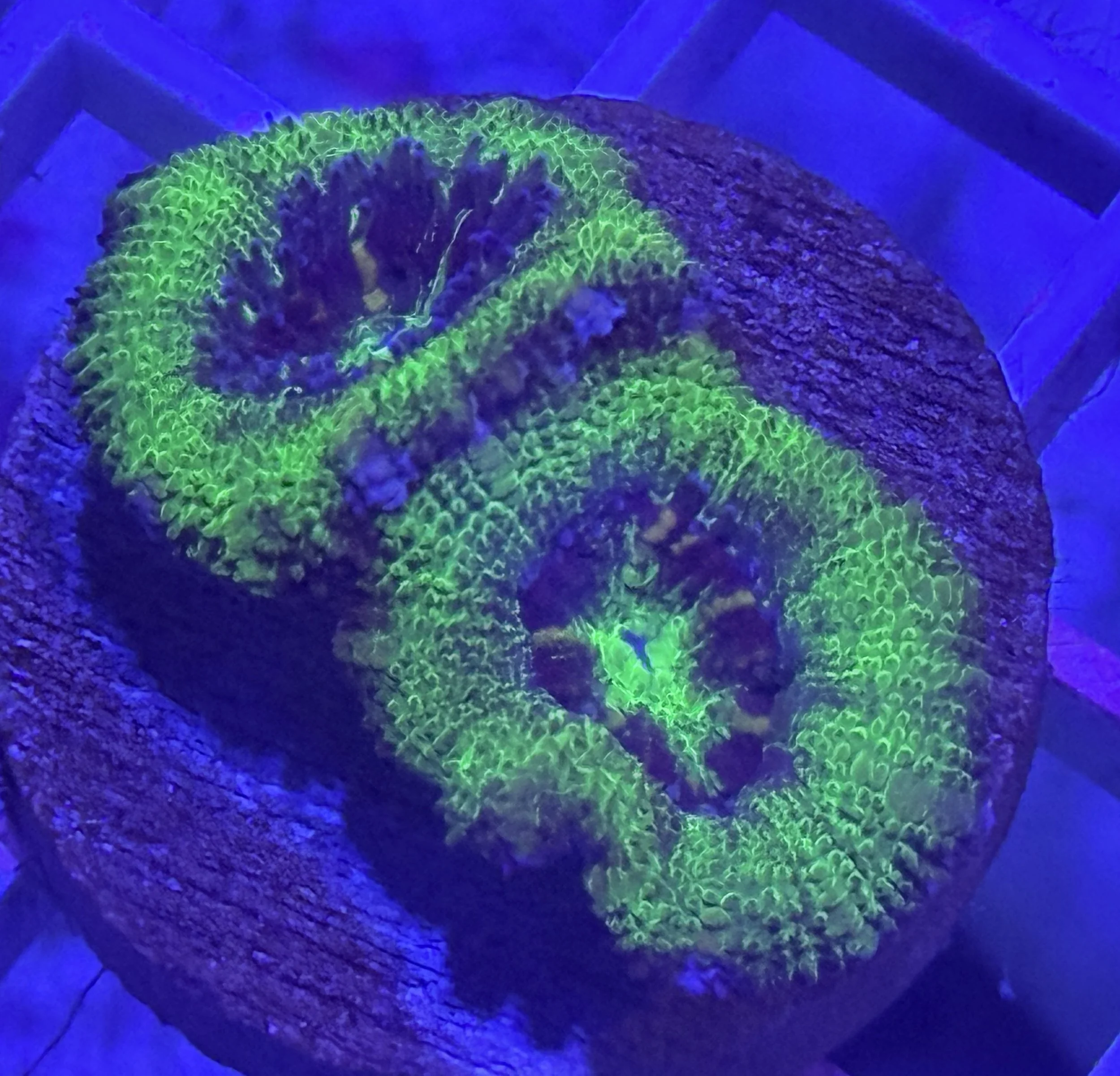 Green Aussie Lord Acan