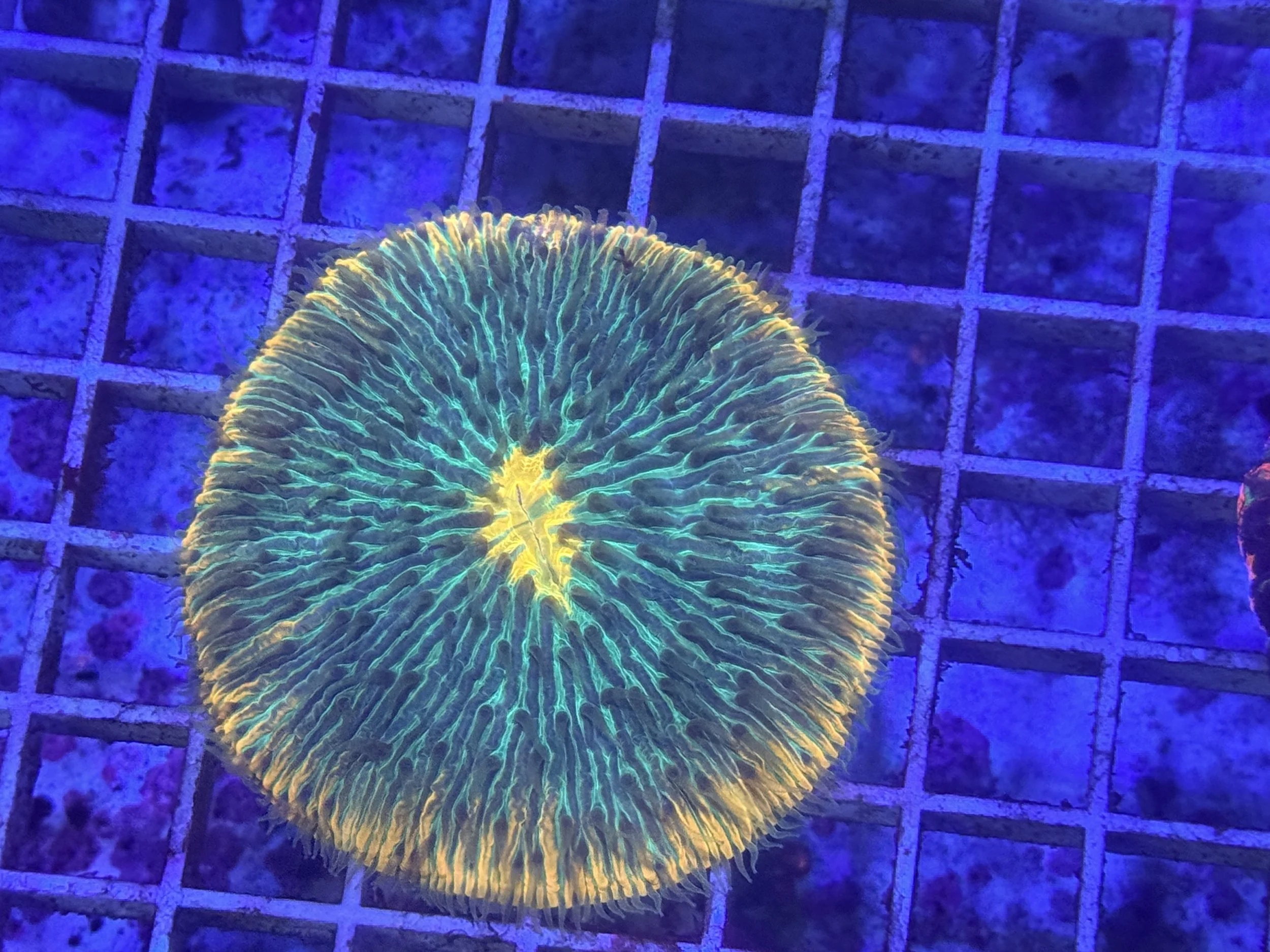 Plate coral