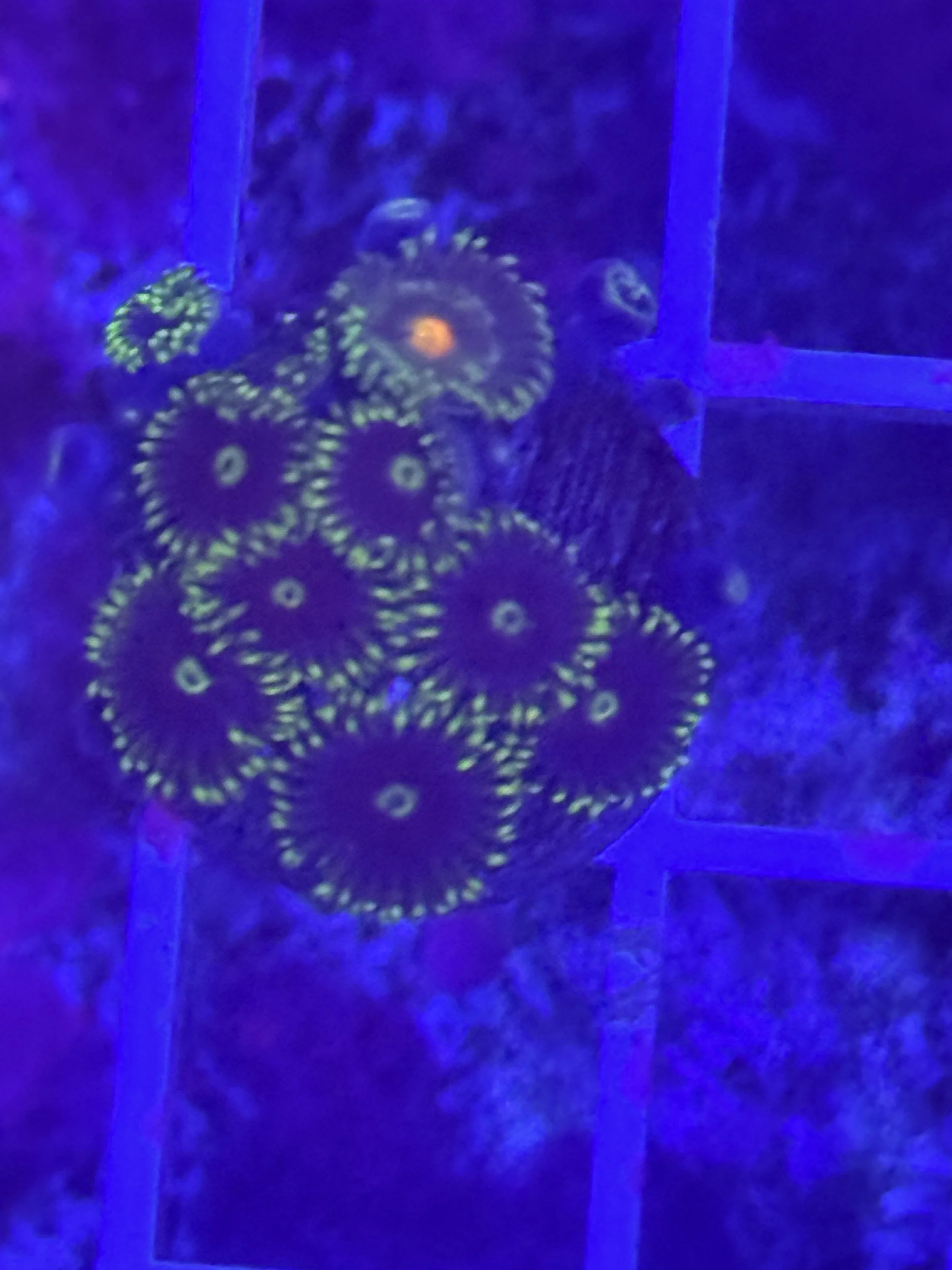 Blueberry Fields Zoa