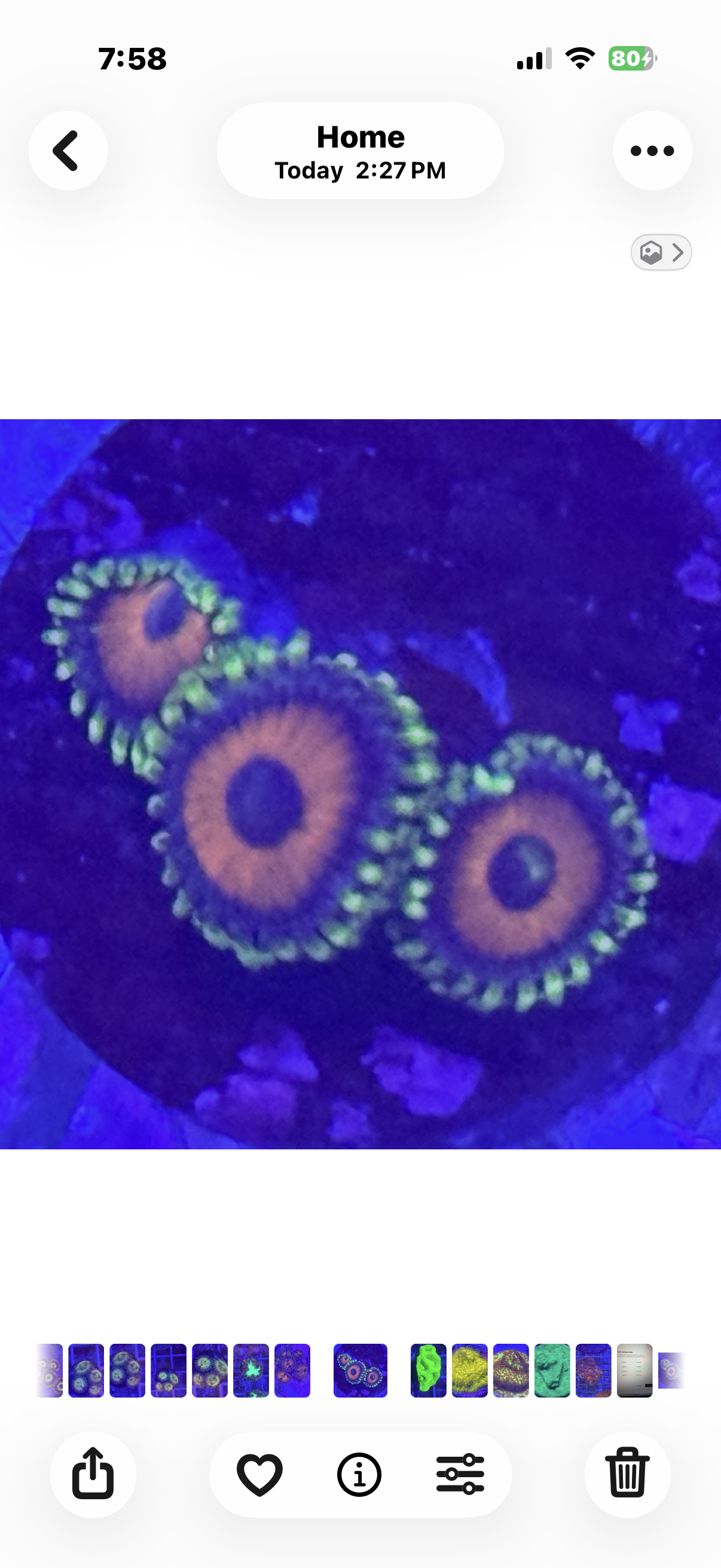 Eagle Eyes Zoa
