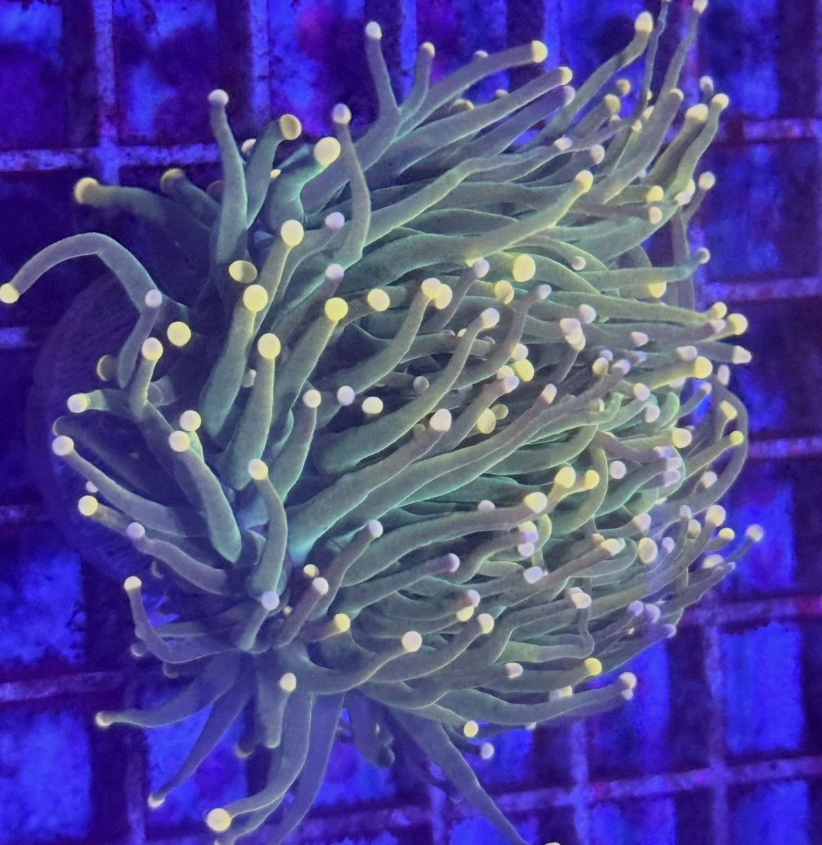 Green and multicolored tip torch