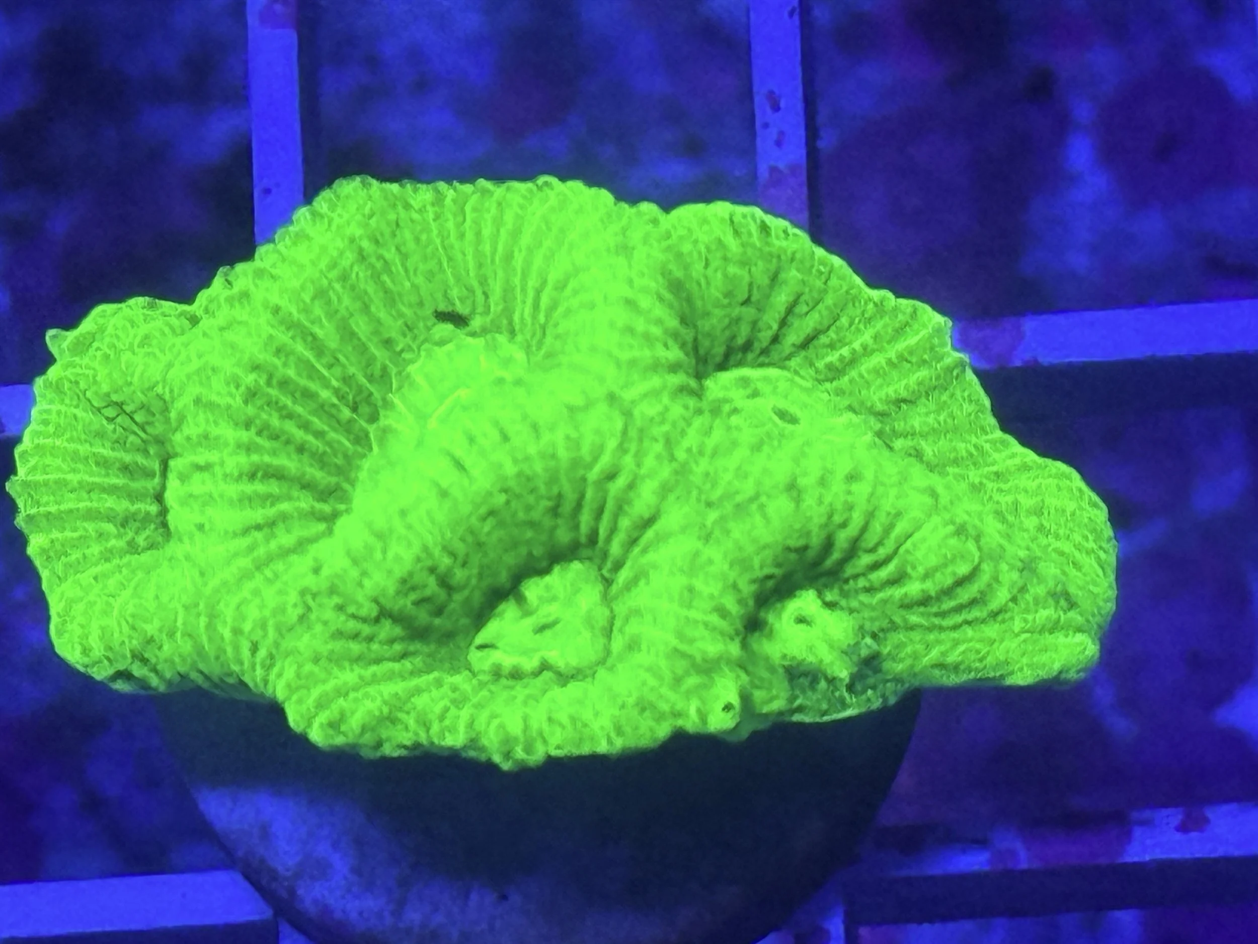 Neon Green Favia