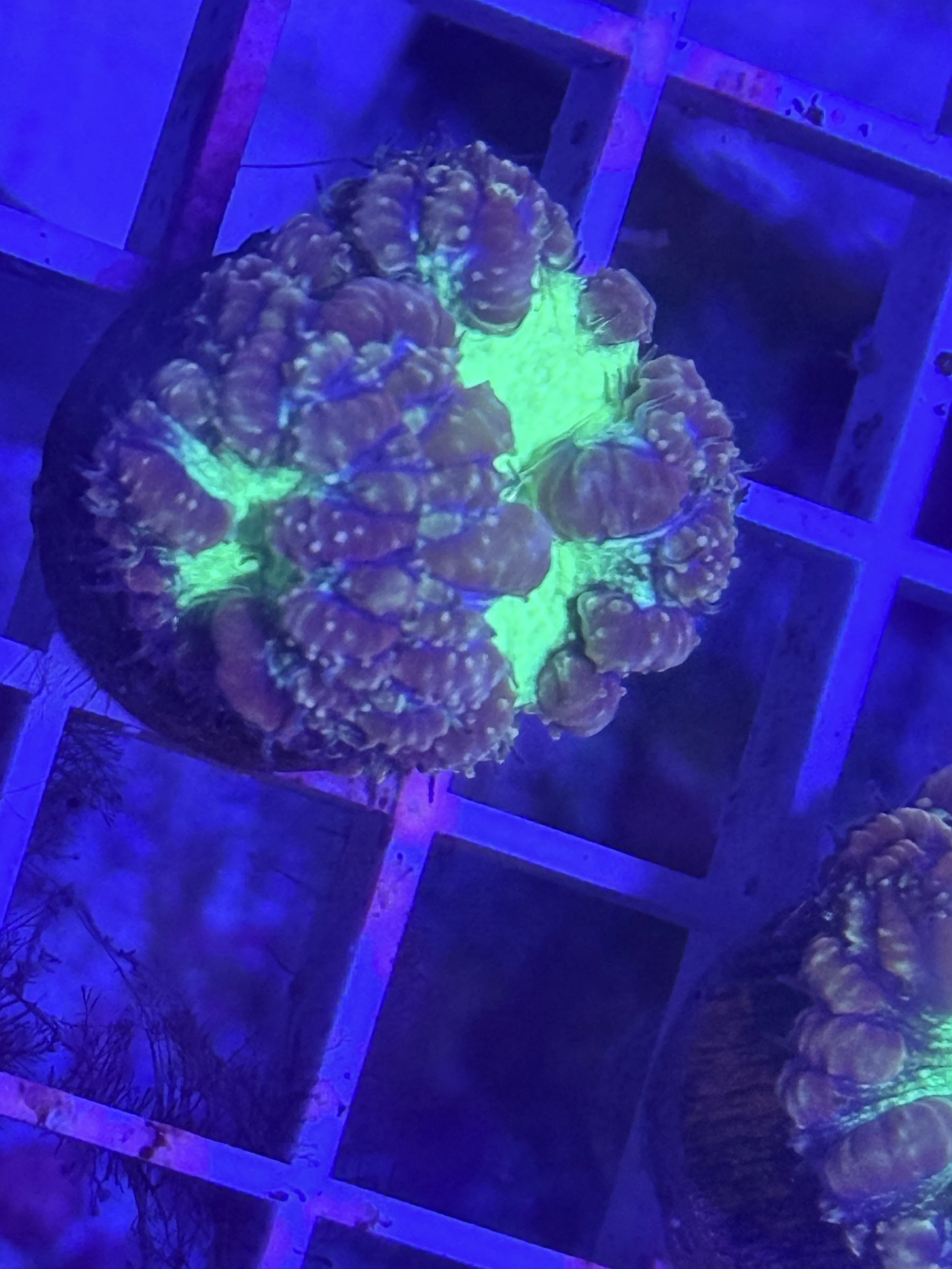 Purple Green Blastomussa coral