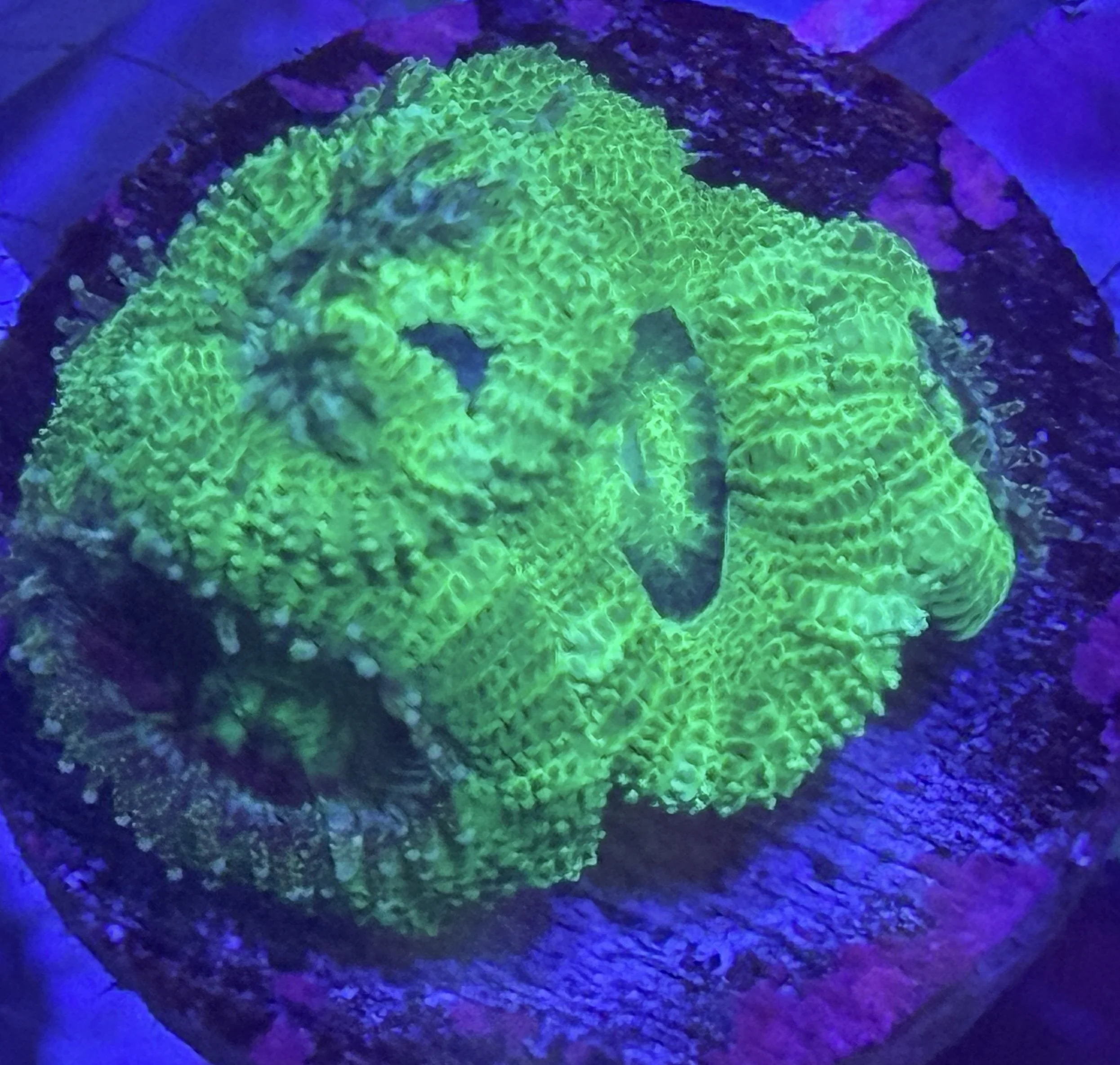 Green Acan