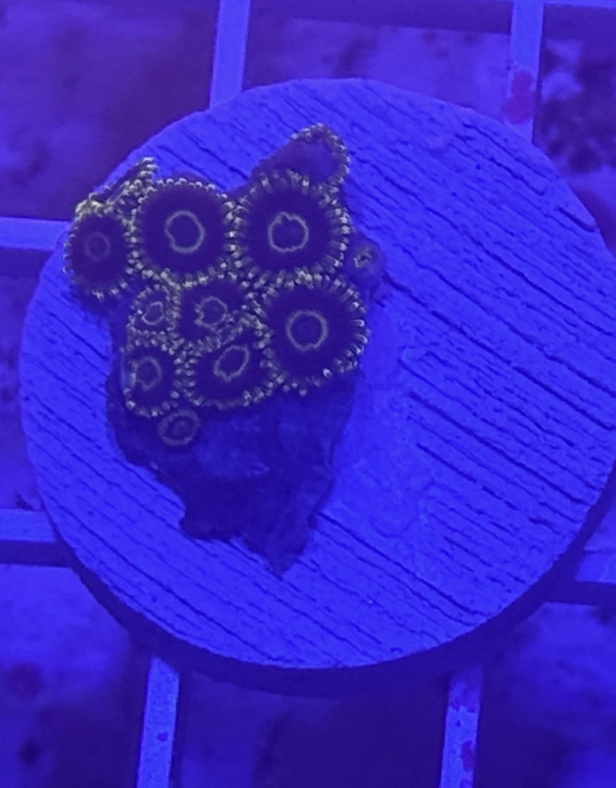 Yellow Hornet Zoas