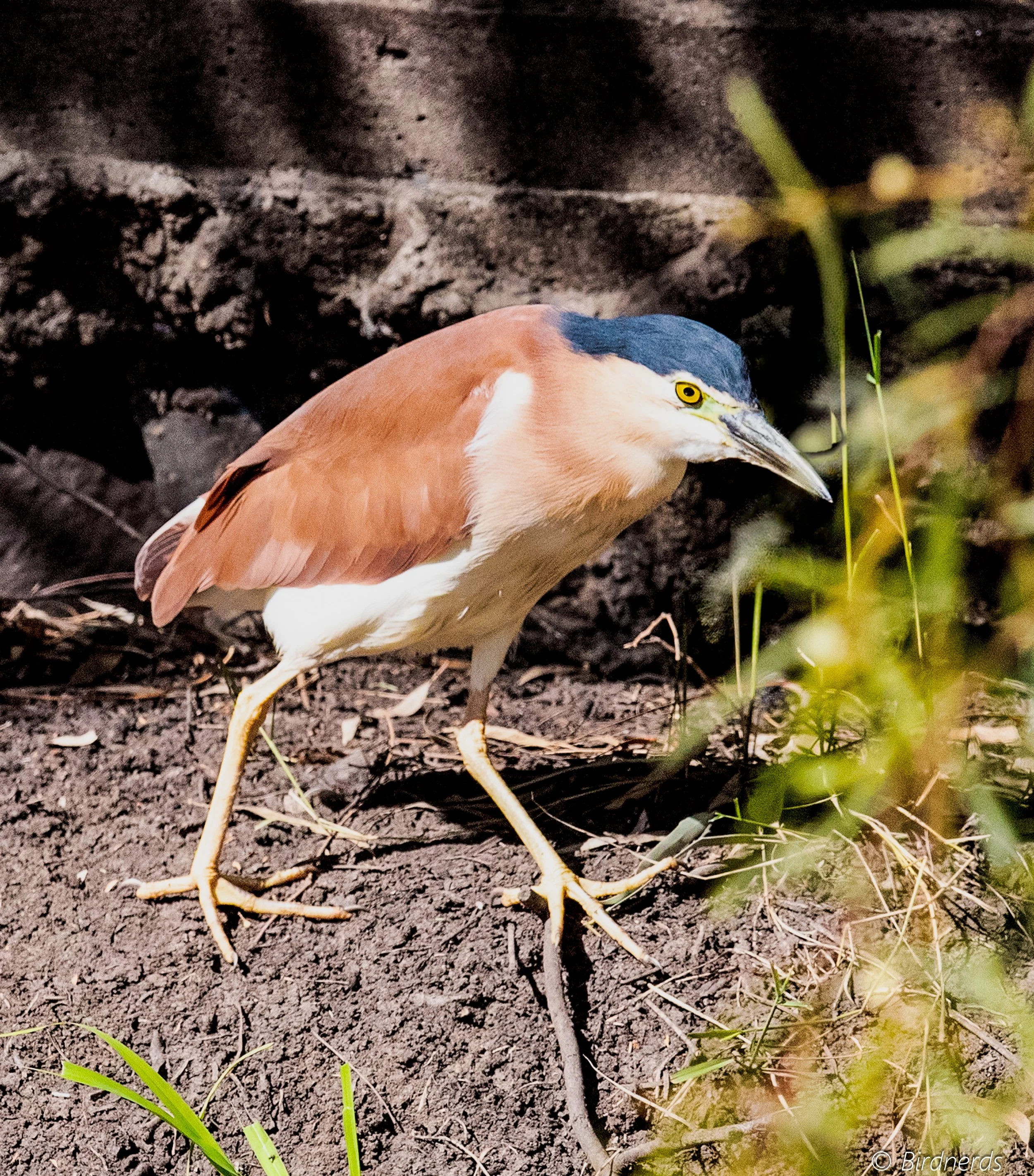 Nankeen Night-Heron, Bowra, Qld