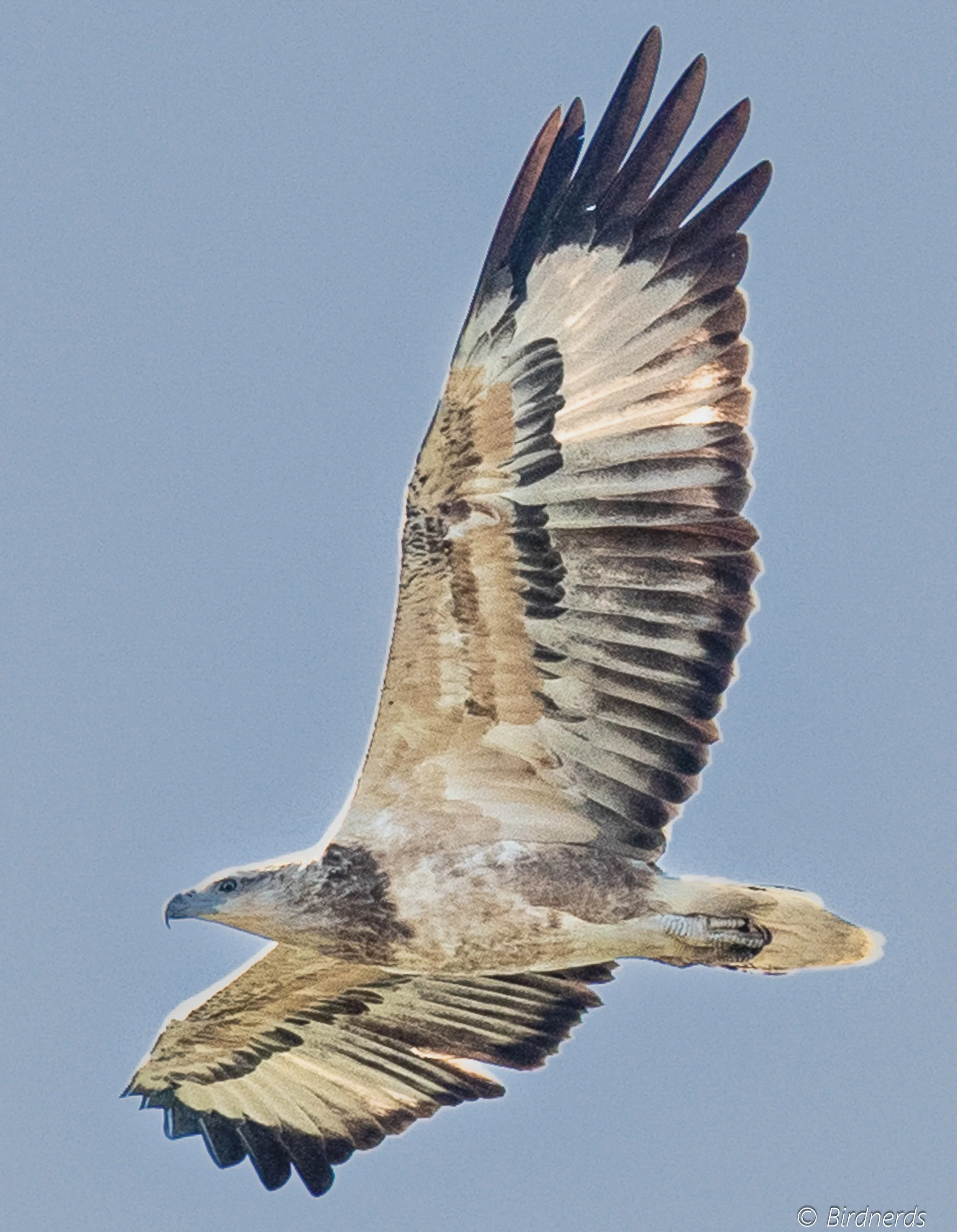 White-bellied Sea Eagle (Juv). Fraser Isl, Qld.