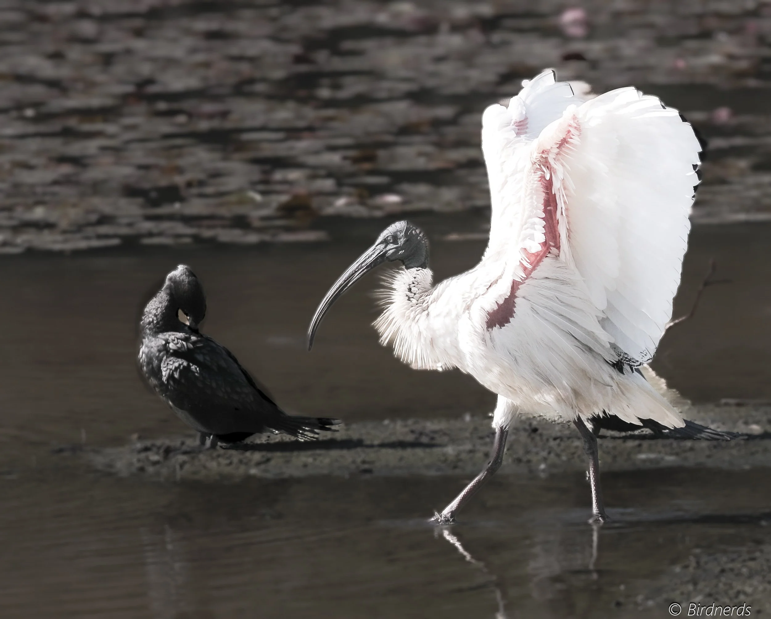 White Ibis. Red Rock, NSW.