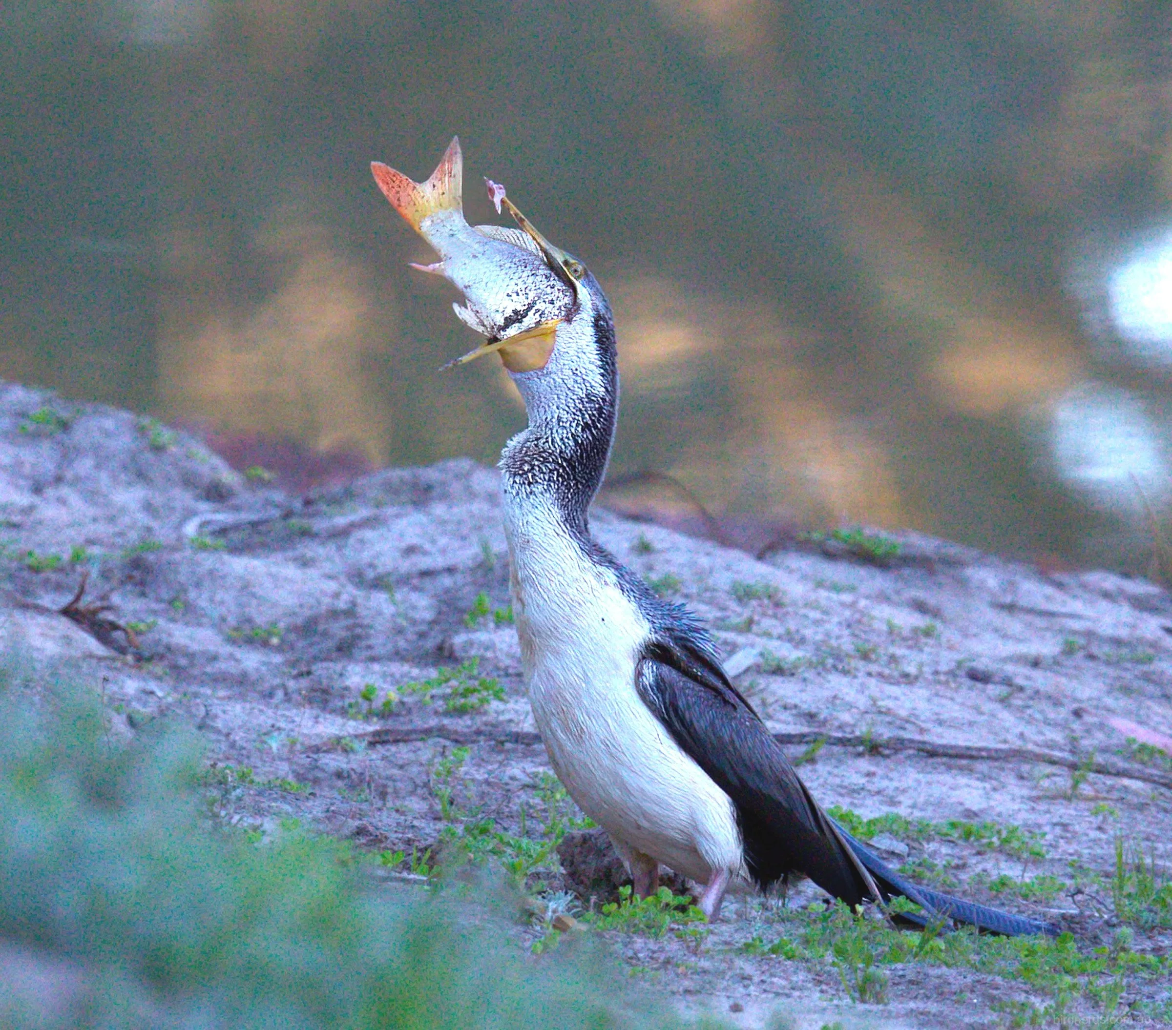 Little-pied Cormorant feasting. Cunnamulla, Qld.