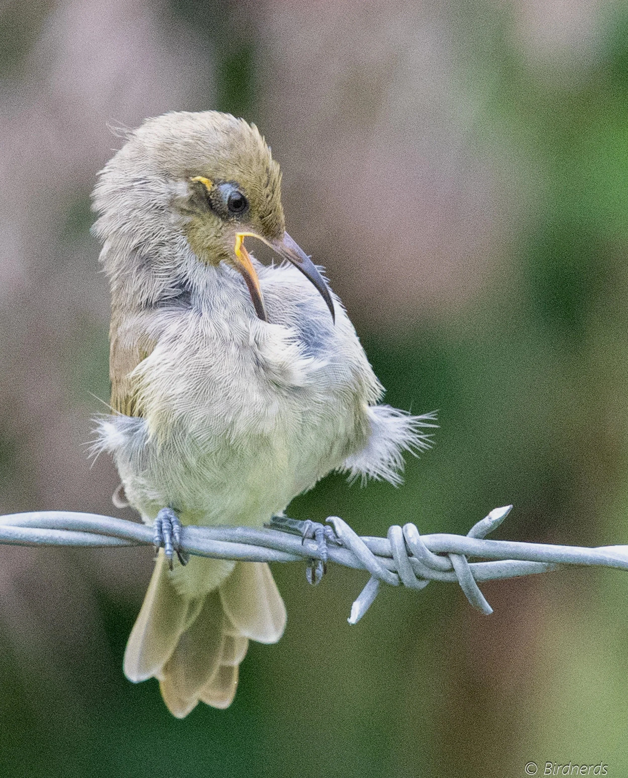Brown Honeyeater chick. Oxley Common, Qld