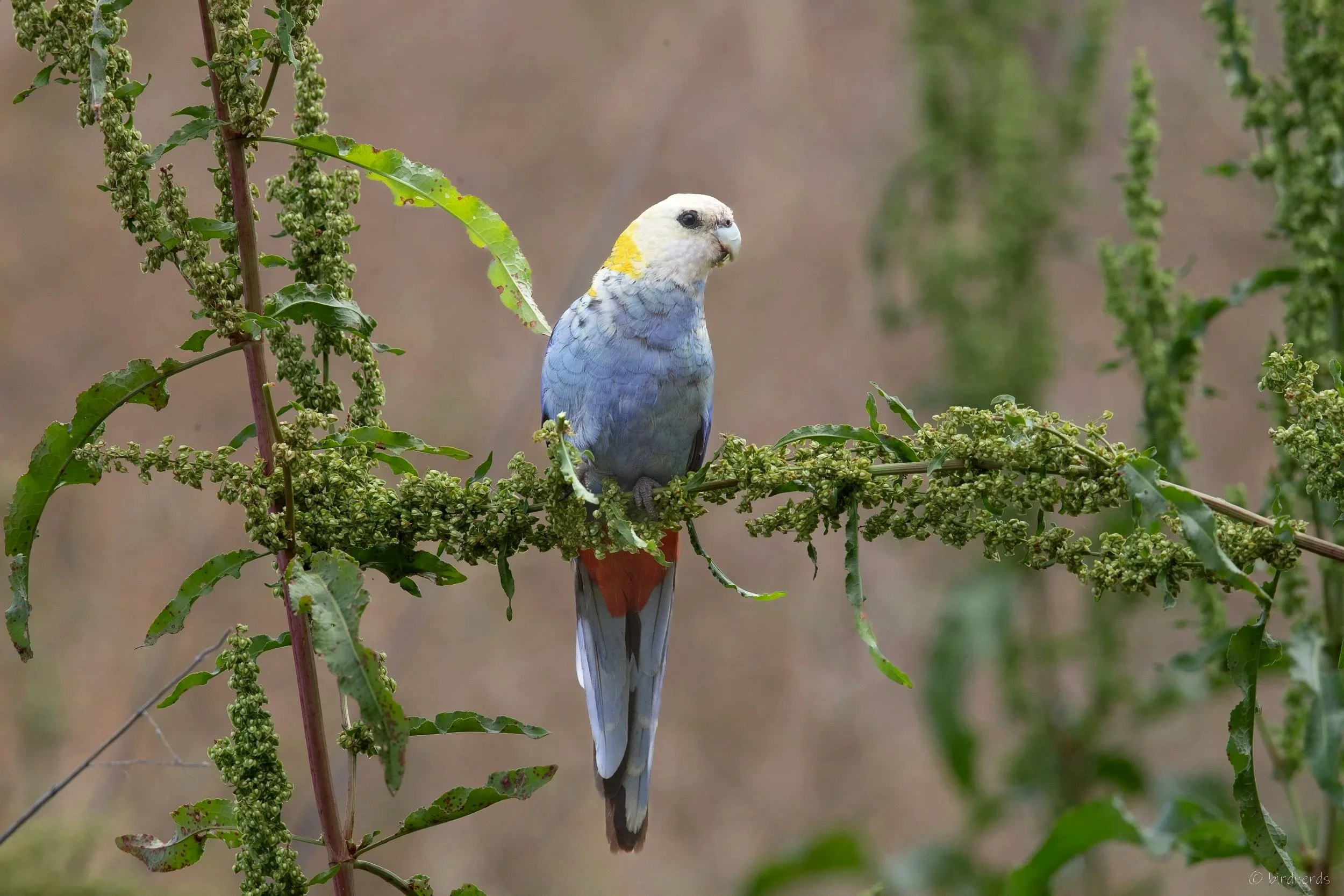 Pale-headed Rosella. Moree, Qld