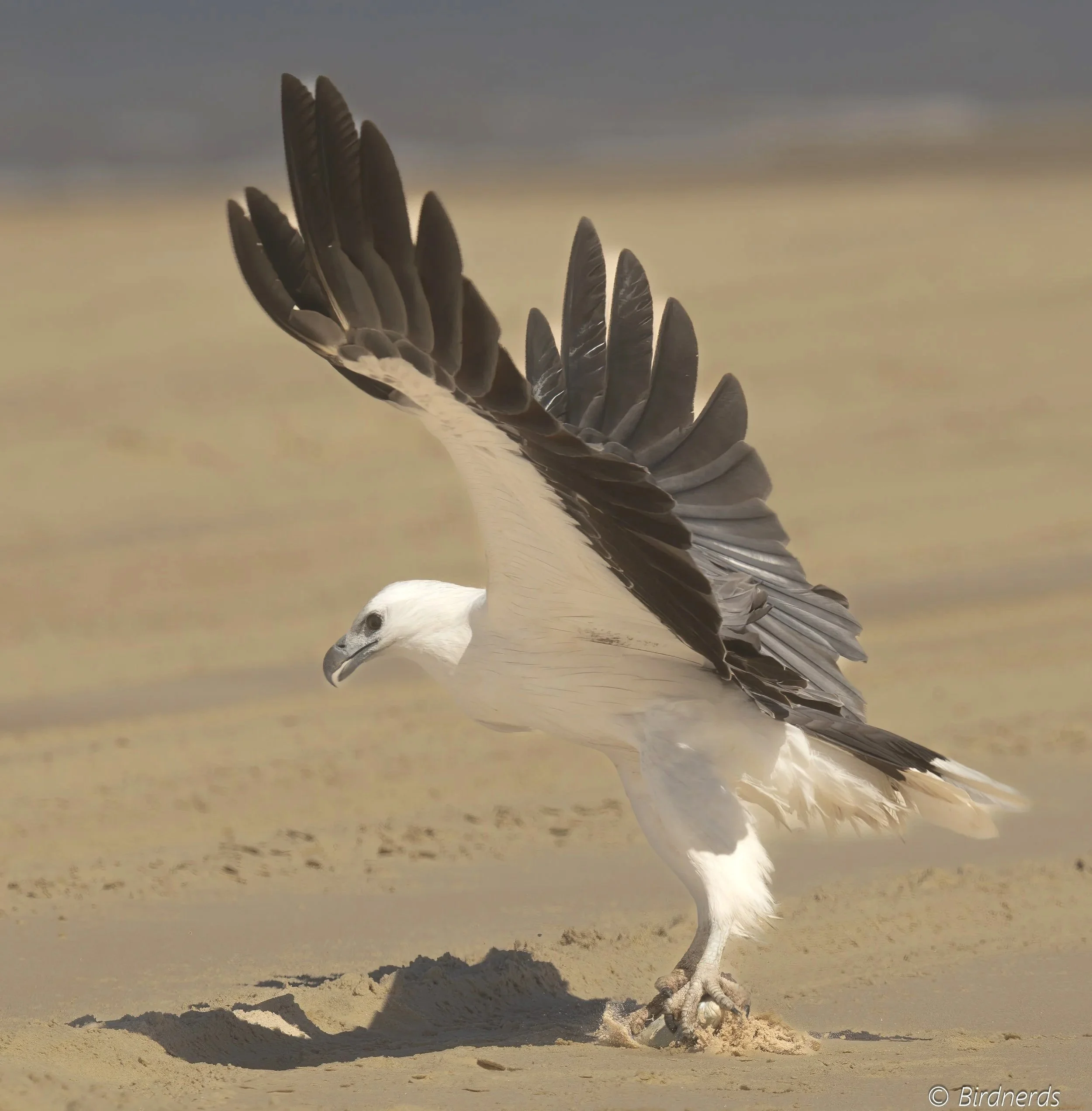 White-bellied Sea Eagle. Moreton Isl. Qld