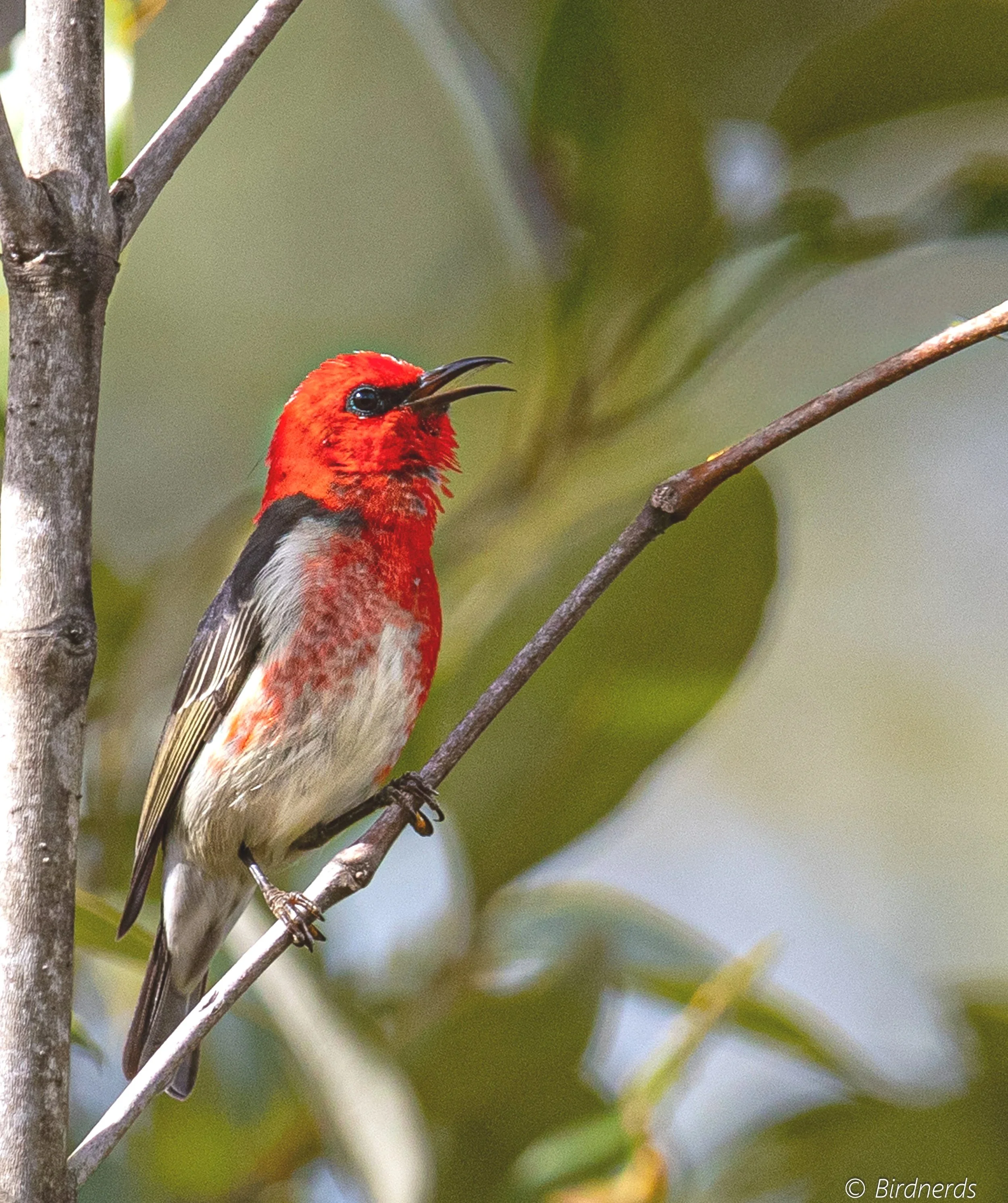 Scarlet Honeyeater. Johnstone, Qld