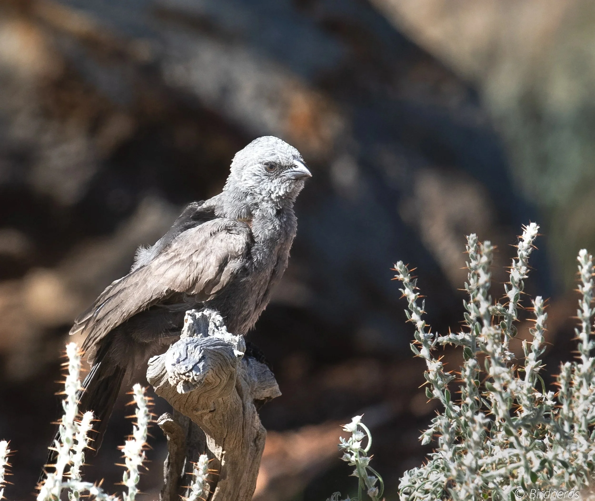 Apostlebird, Johnstone, Qld