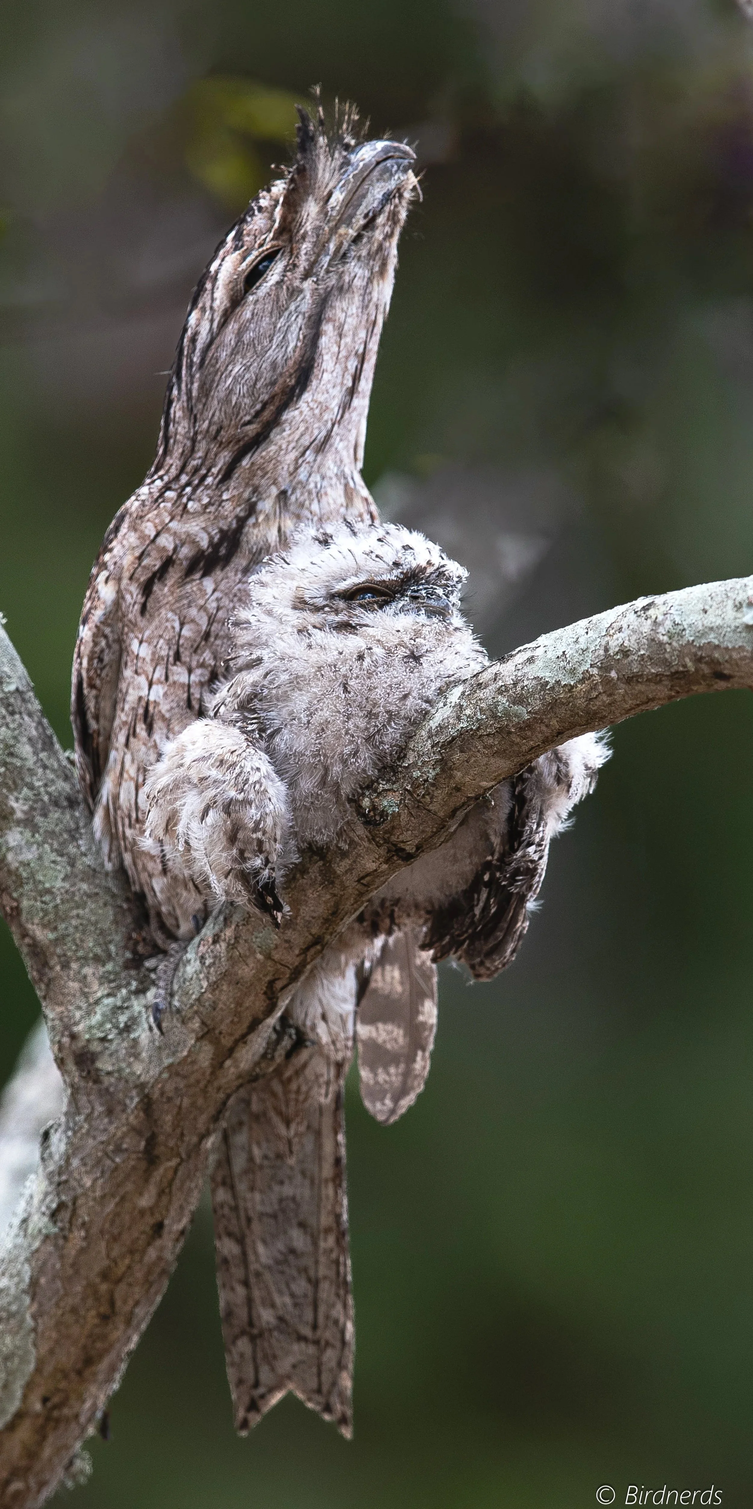 Tawny frogmouth & Chick, Brookfield, Qld