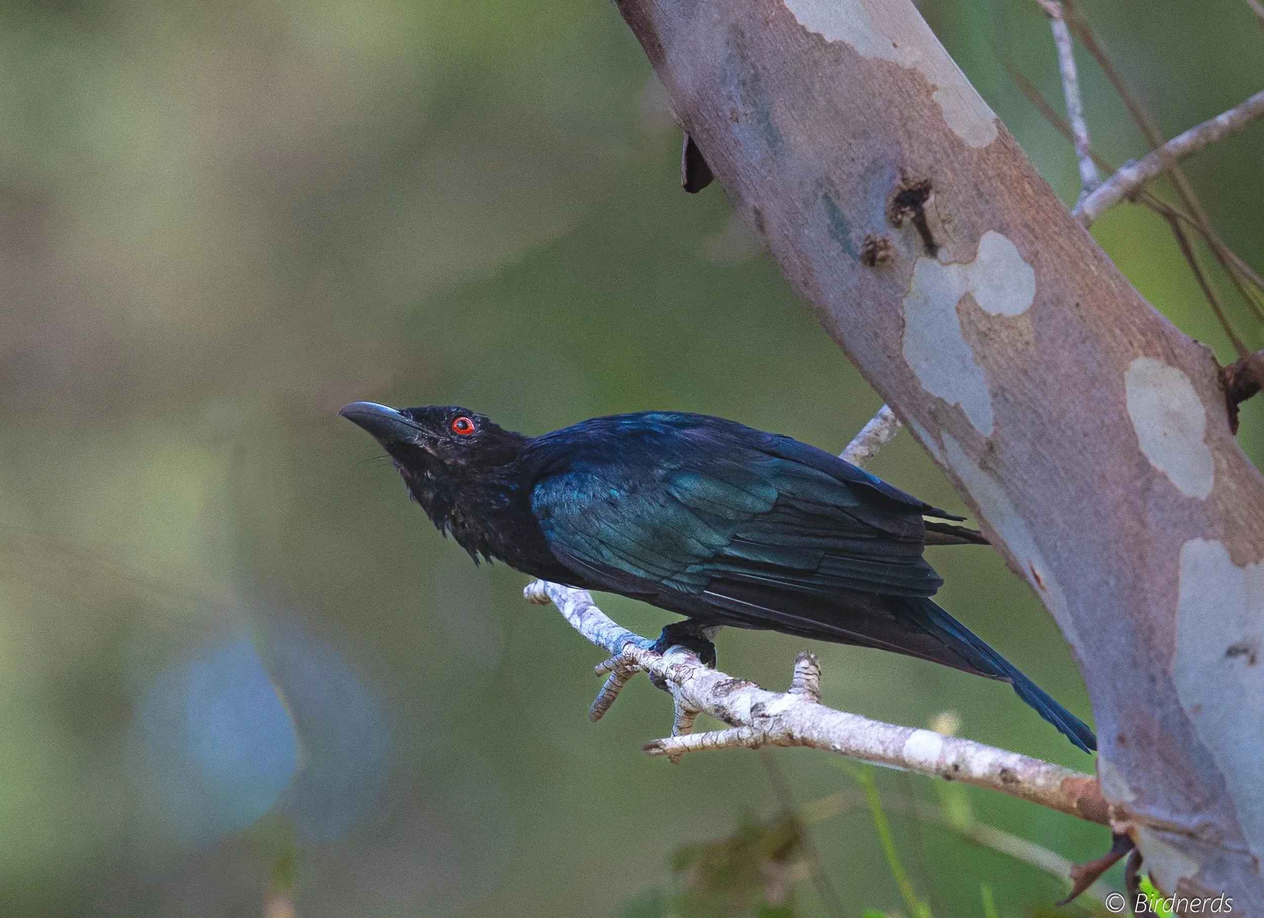 Spangled Drongo, Qld