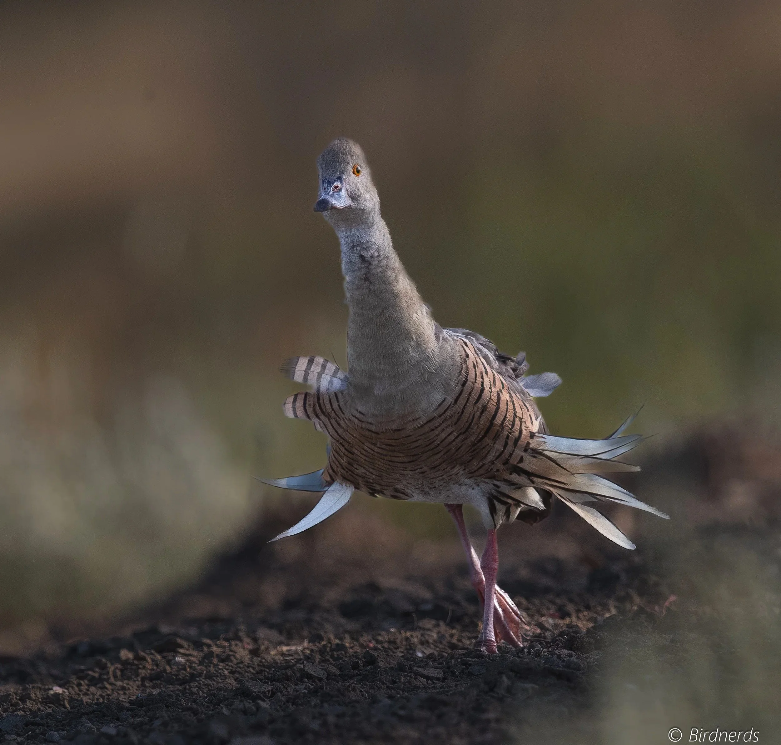 Whistling Duck, Bowra, Qld