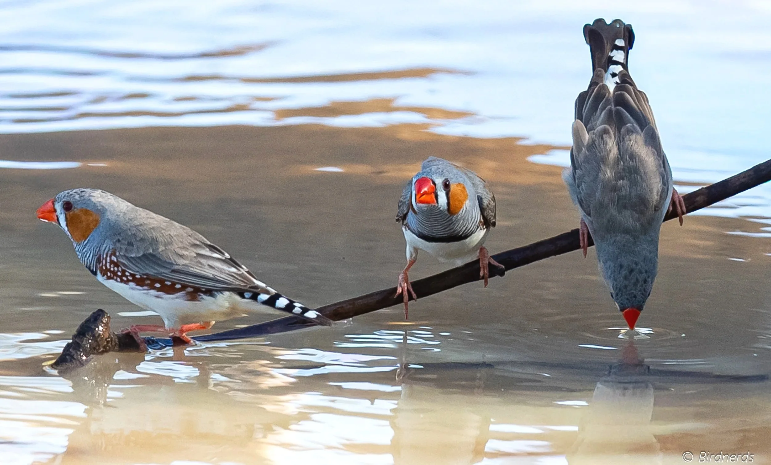 Zebra finches, Bowra, Qld.